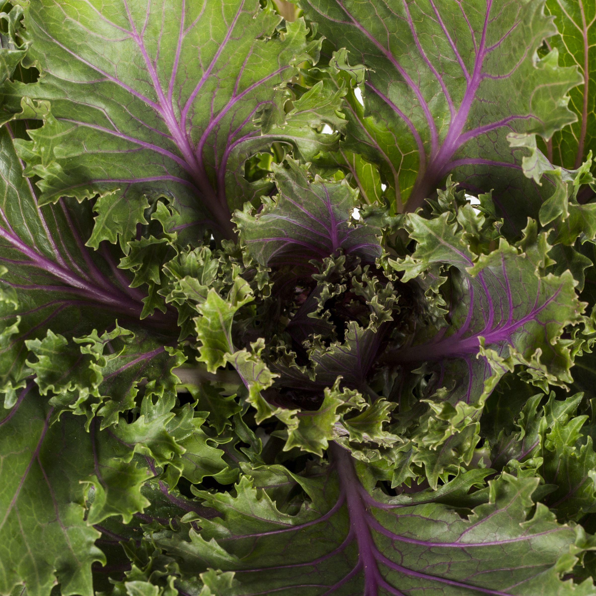 Lowe's NURSERY annuals - View #3