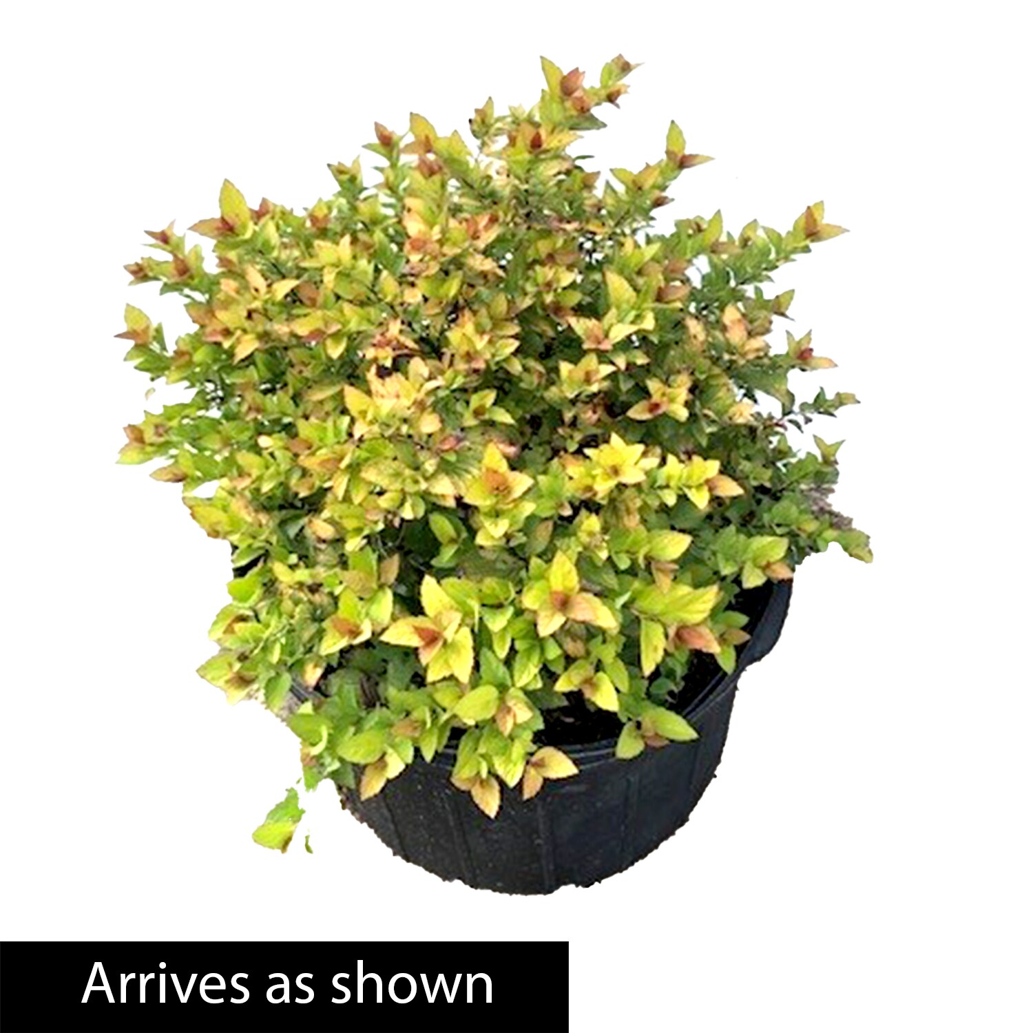 Gurney's Seed and Nursery 90109 shrubs - View #4