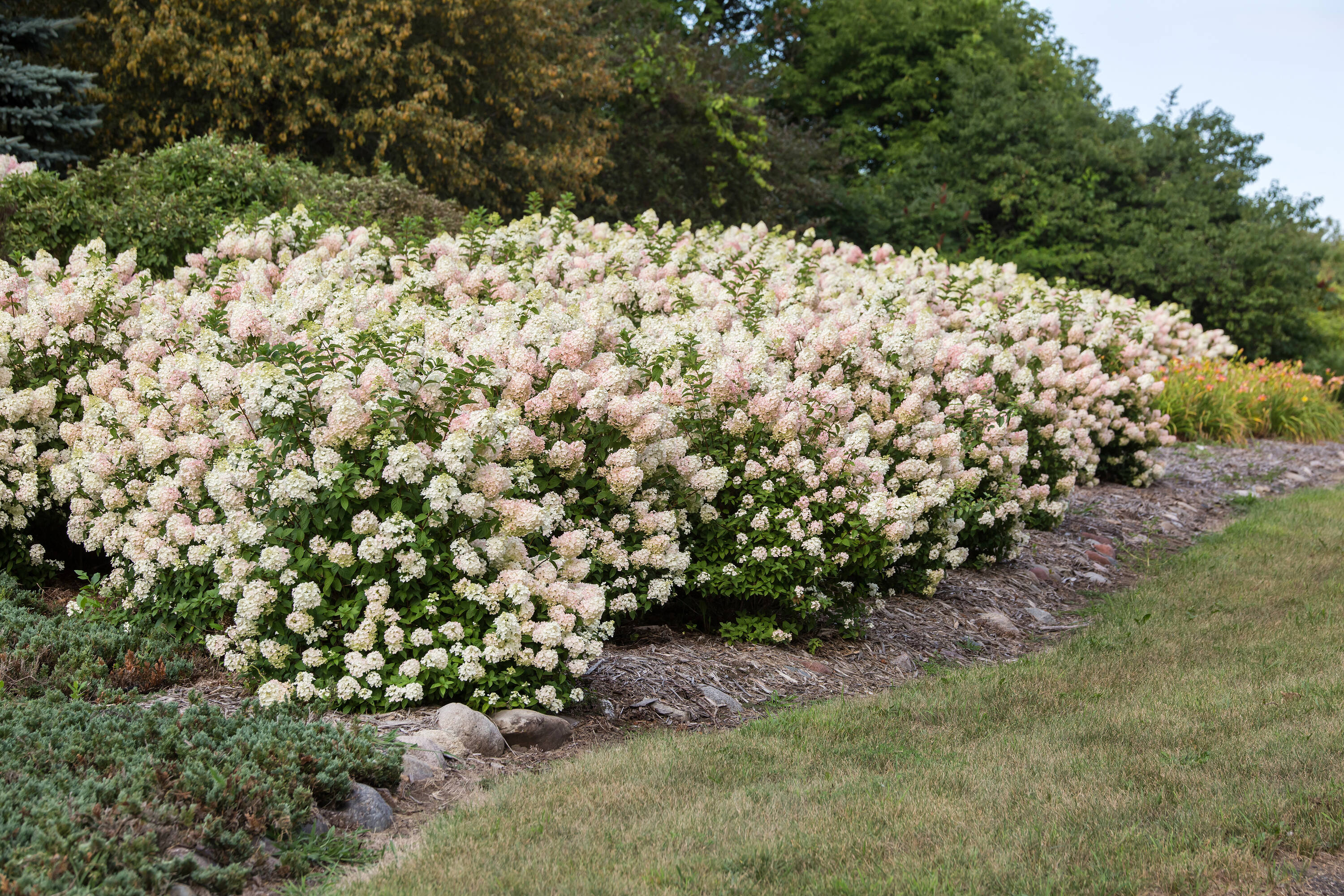 Lowe's NURSERY shrubs - View #16