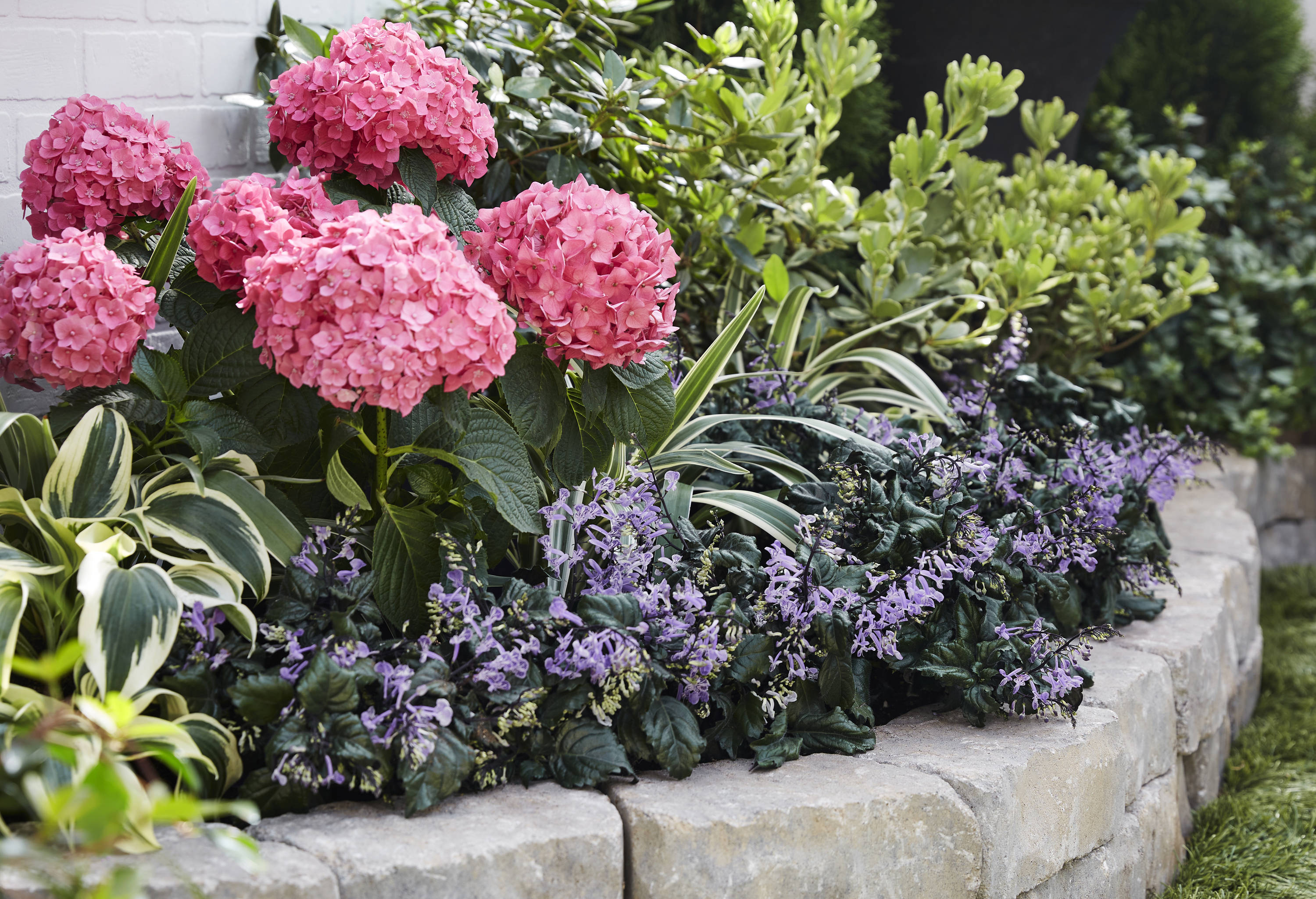 Monrovia 192083 annuals - View #4