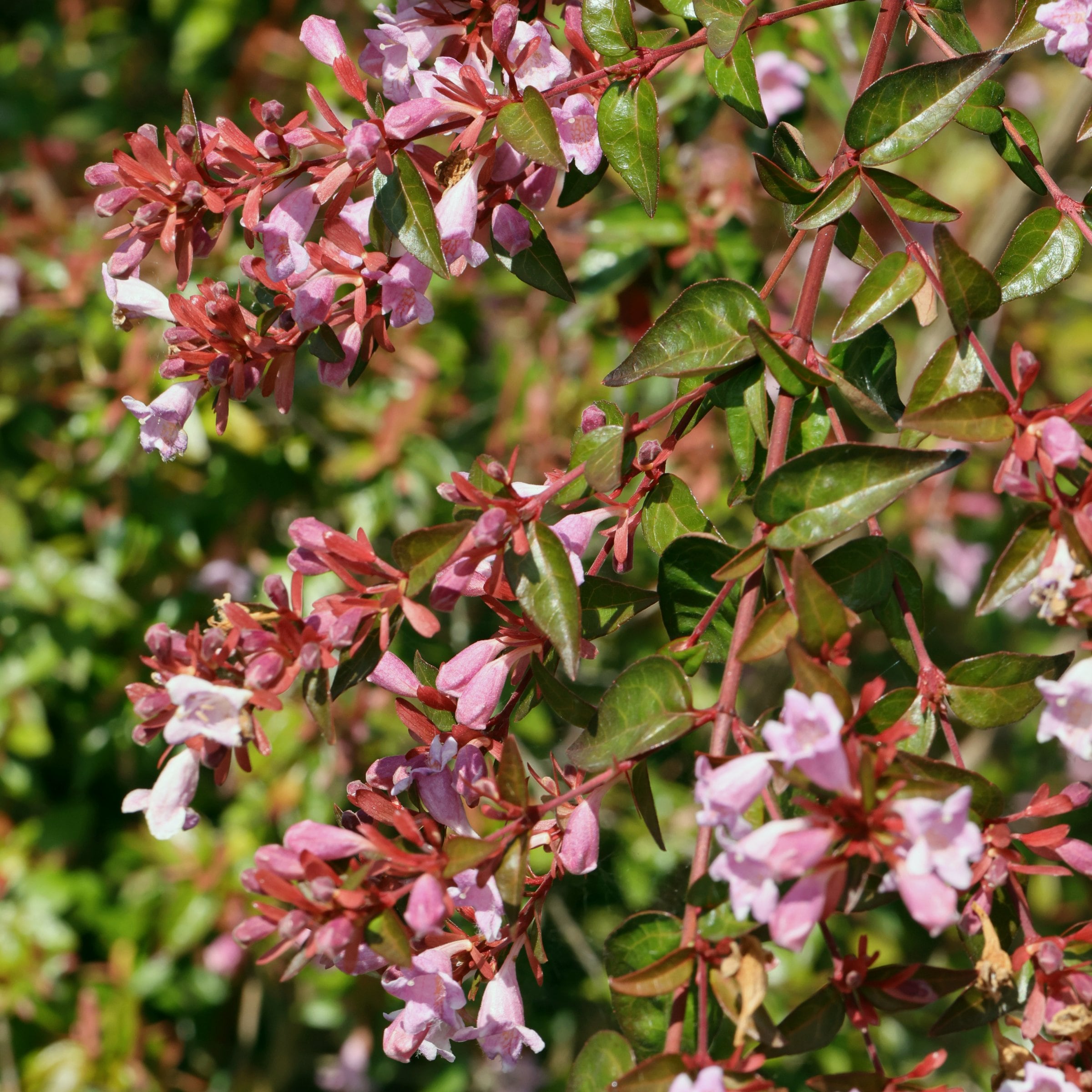 National Plant Network LW1845 shrubs - View #2
