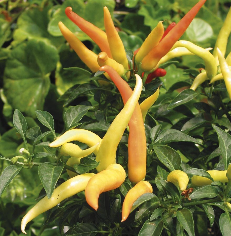 2.5Quart Insignificant Ornamental Pepper (L9728) in the