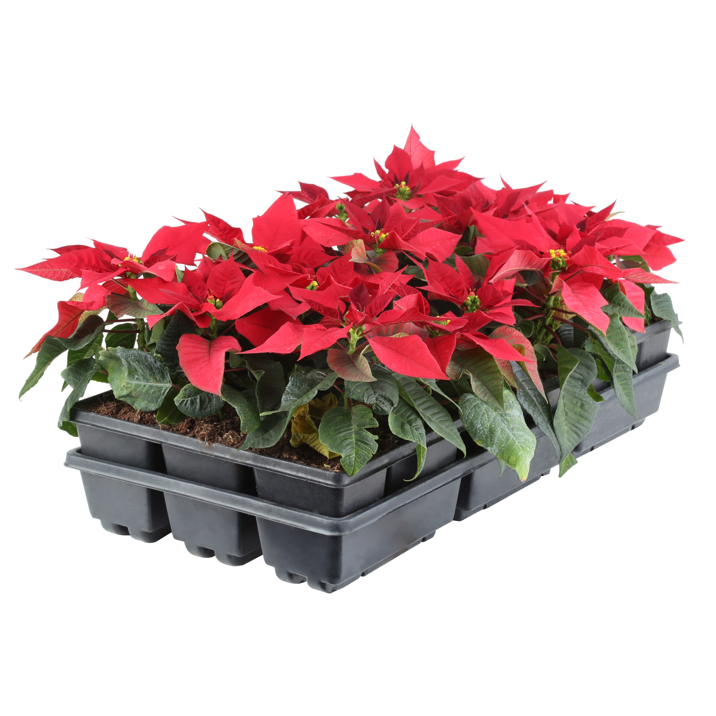 Red Poinsettia in 6-Pack Tray in the Annuals department at Lowes.com