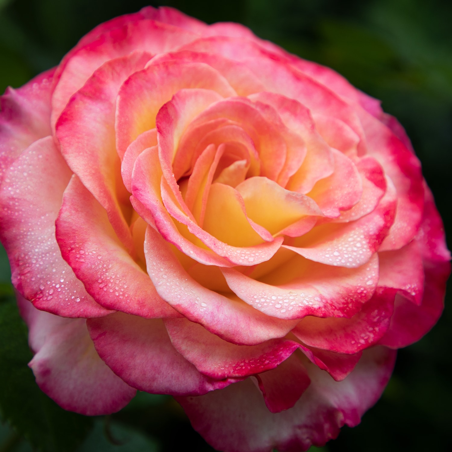 Altman Plants 0872518 roses - View #2
