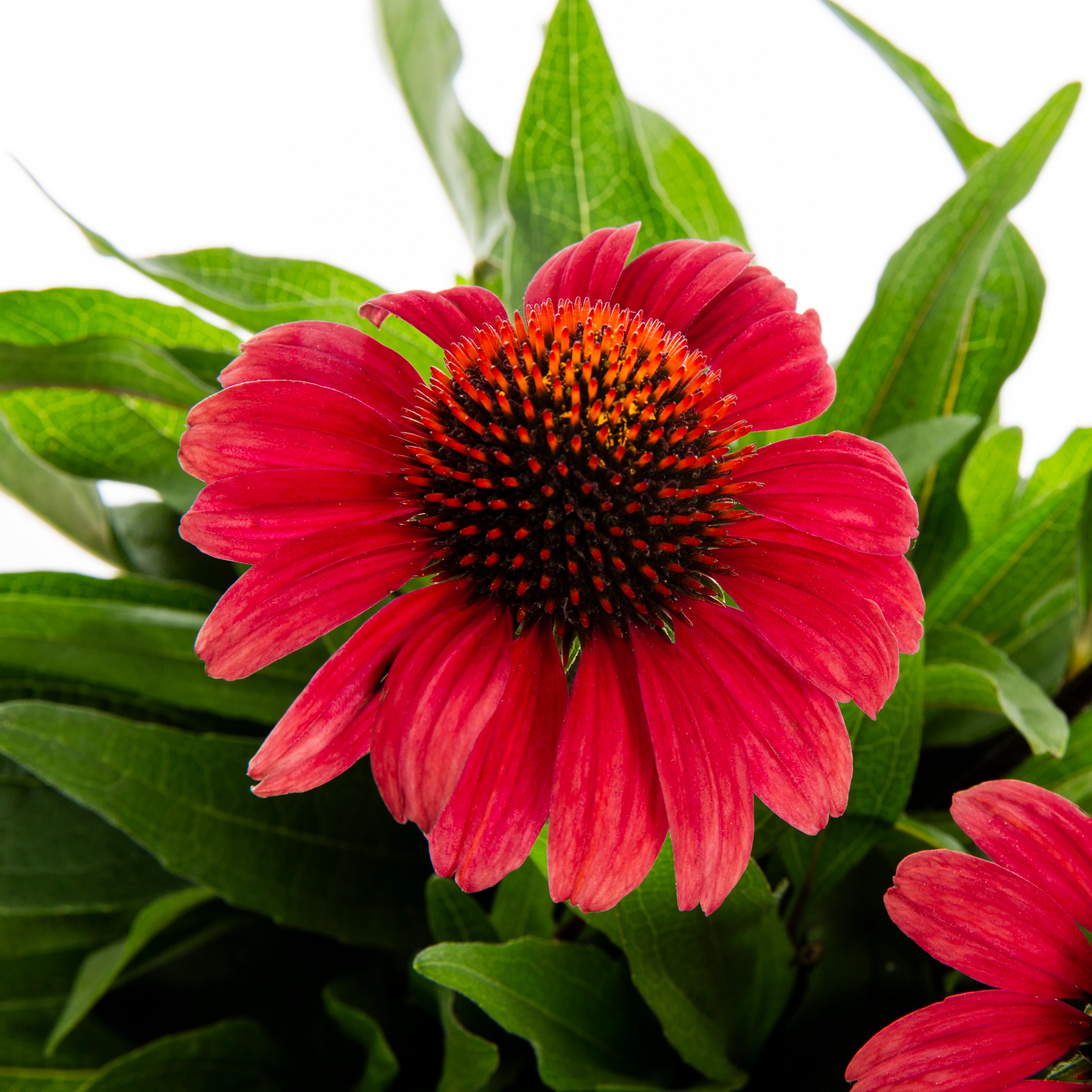 dissipation Dodge ubetalt Monrovia Sunseeker Red Coneflower in 2.5-Quart Pot in the Perennials  department at Lowes.com