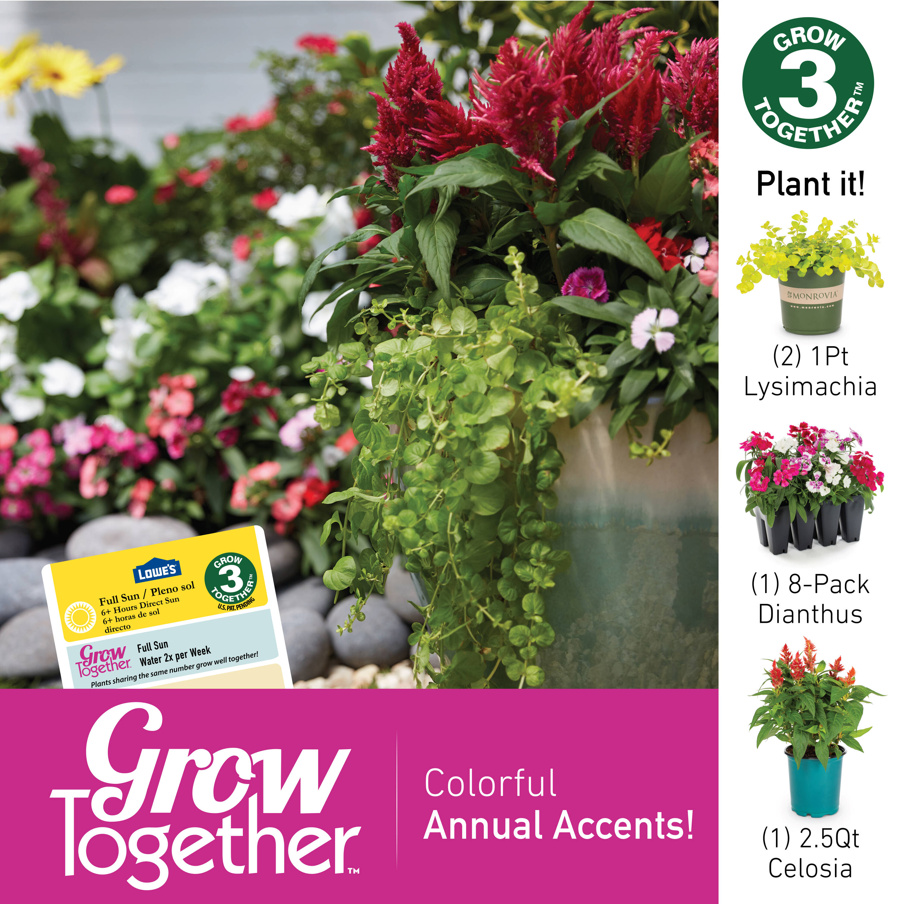 Lowe's 1527845 annuals - View #5