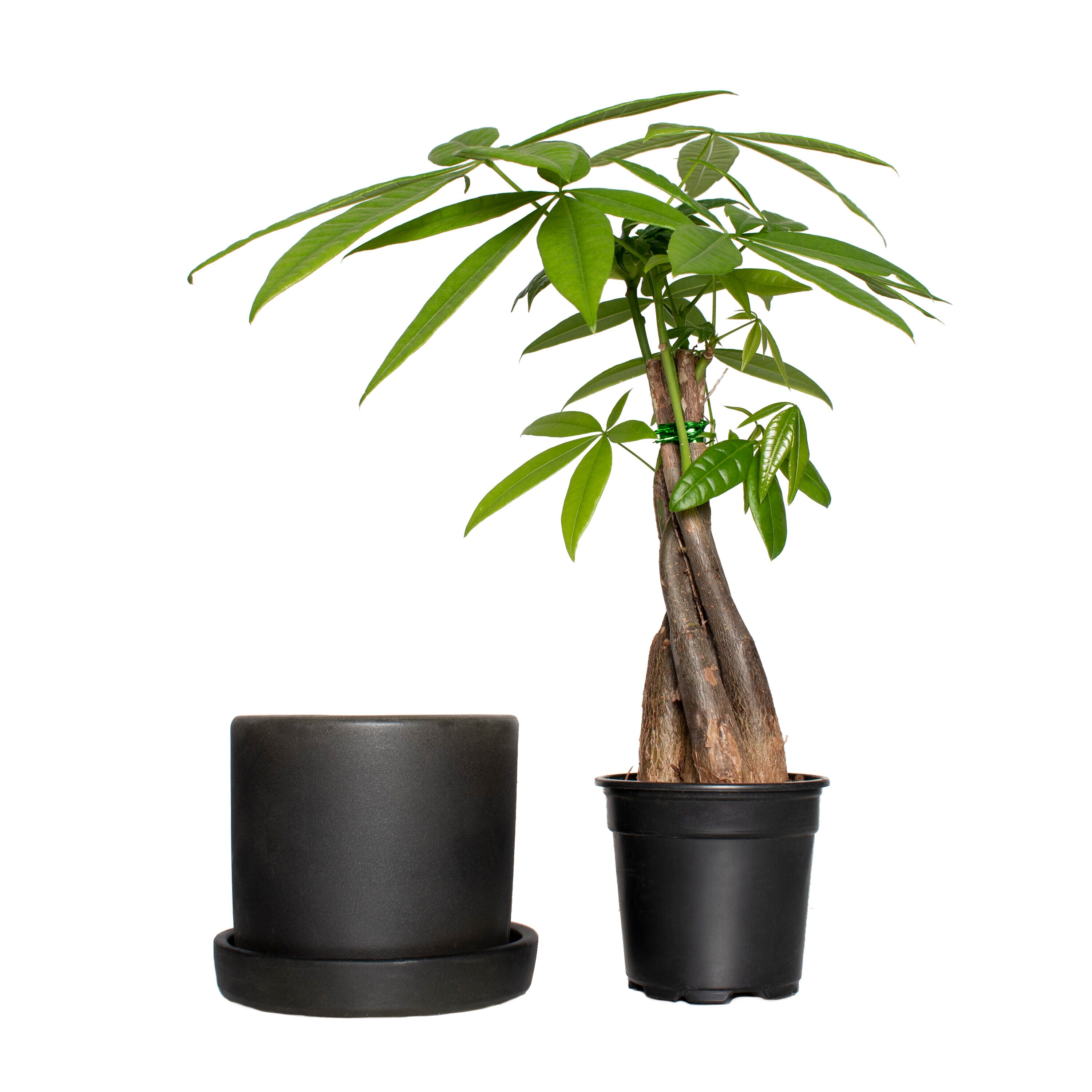 National Plant Network LW4698 hseplants - View #2