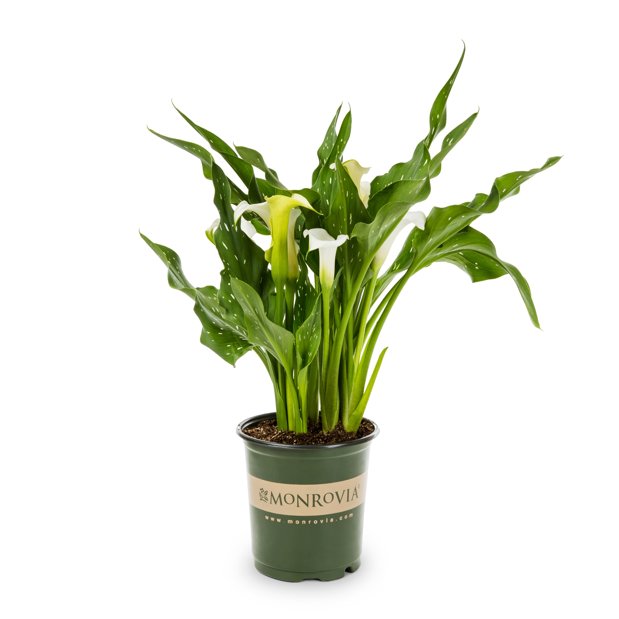 Fresco Calla Lily in  Pot in the Perennials department at 