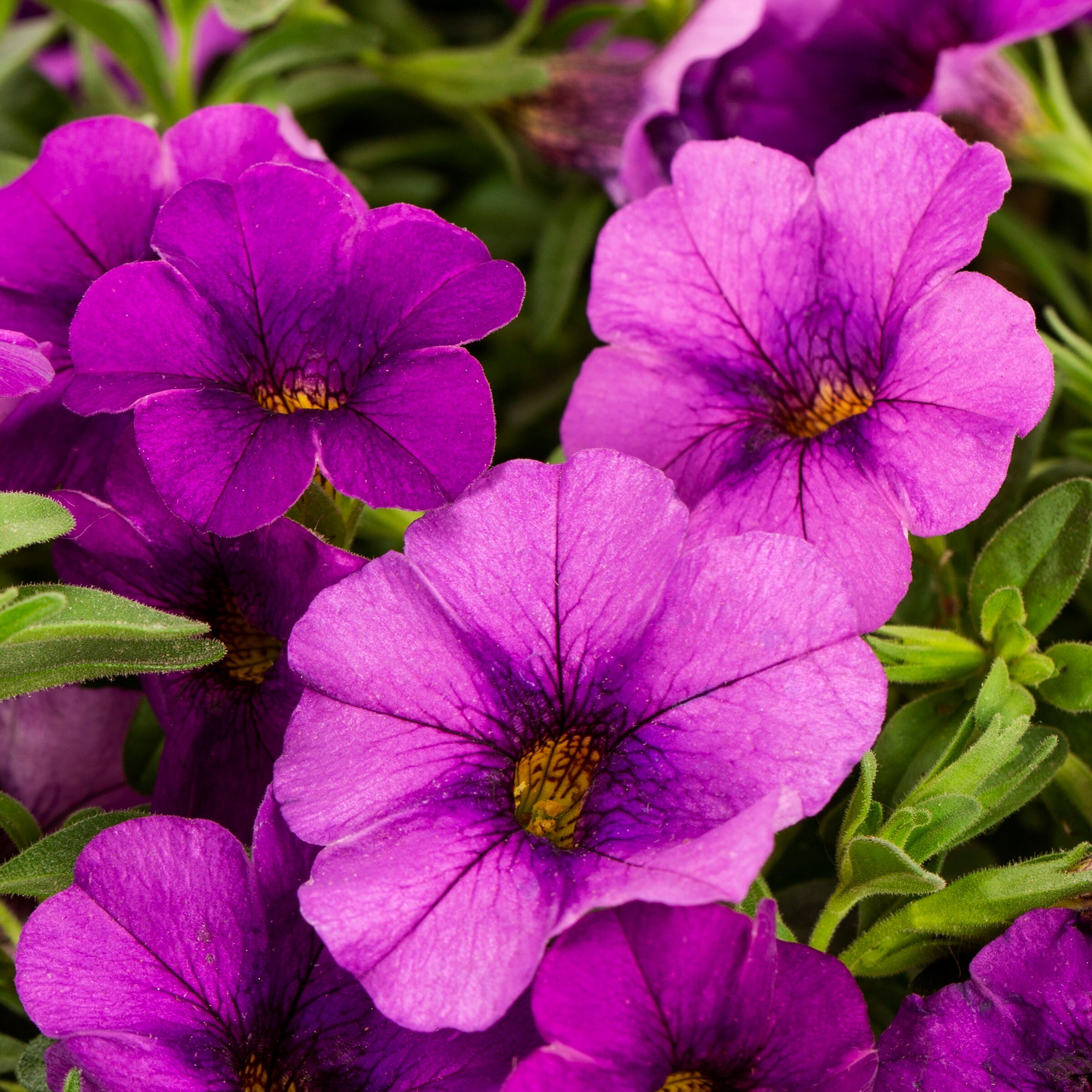 Lowe's NURSERY annuals - View #4