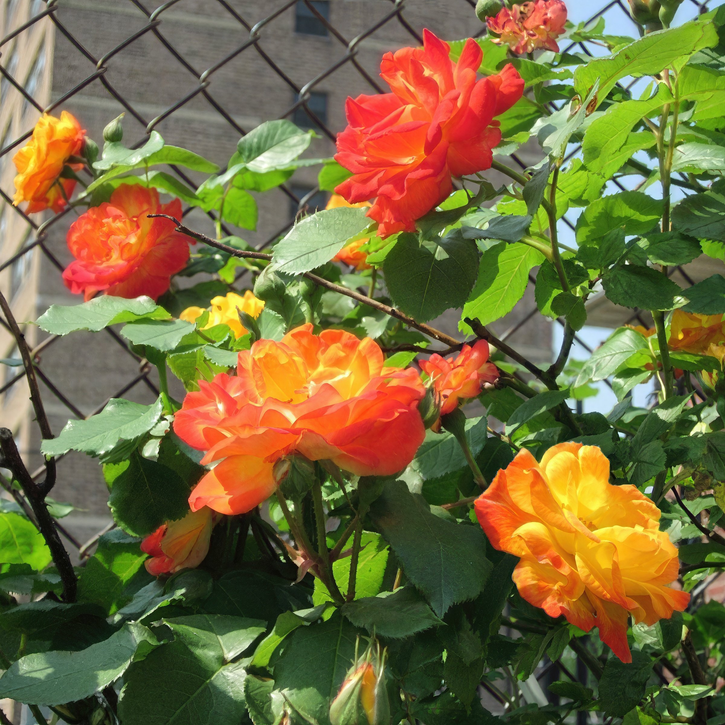 National Plant Network LW5022 roses - View #4