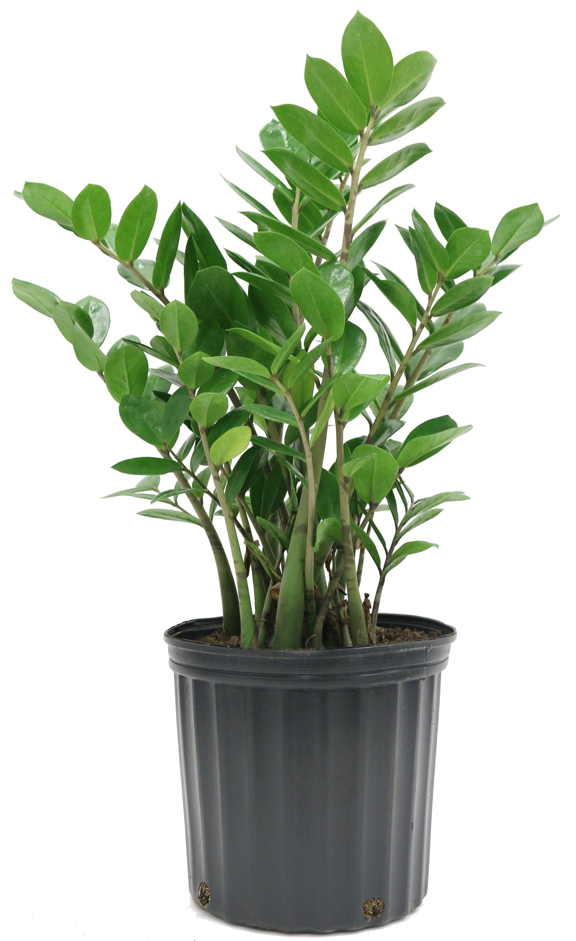 Indringing draadloos Moedig Costa Farms Zz Plant House Plant in 10-in Pot in the House Plants  department at Lowes.com