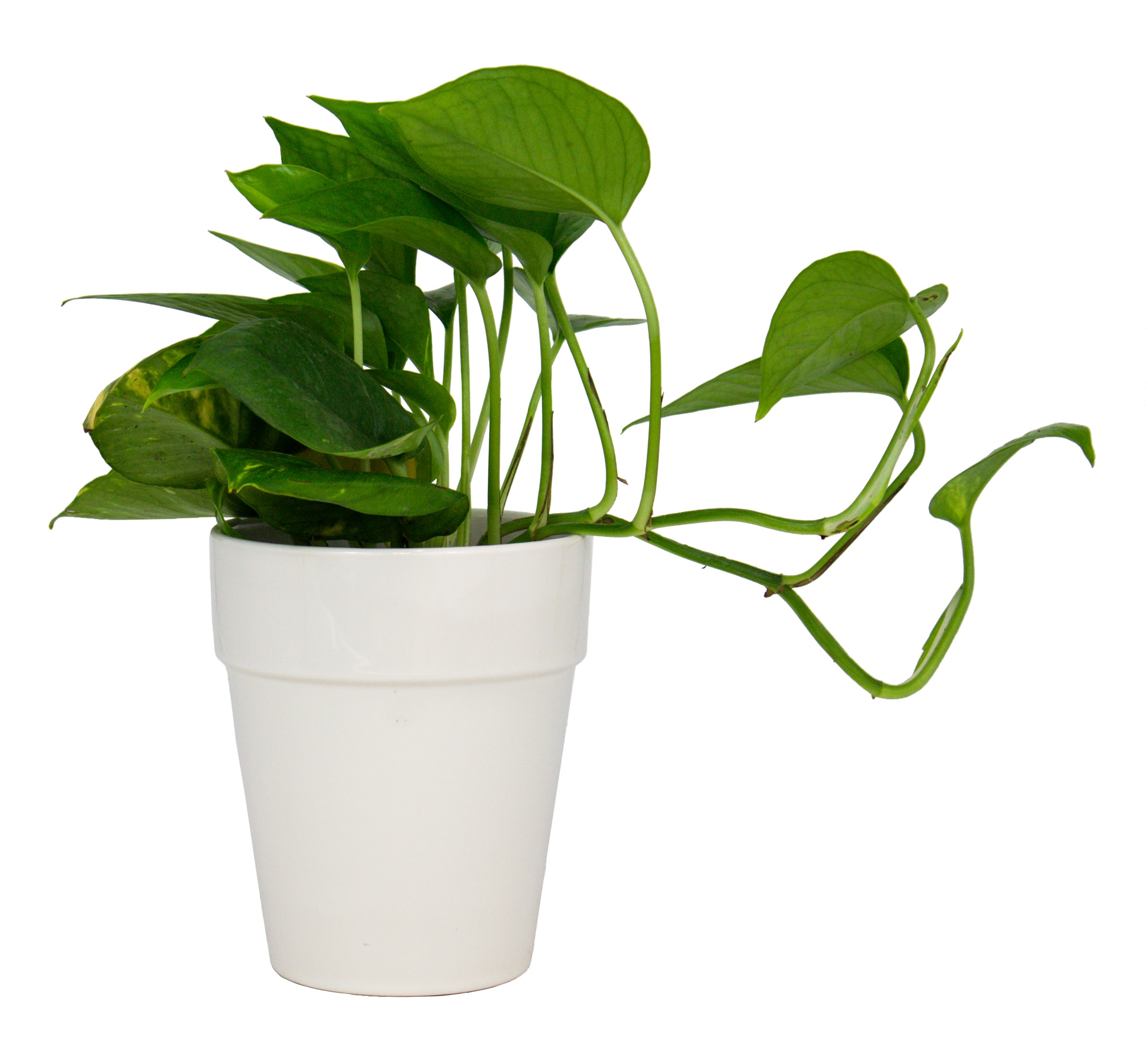allen + roth CR10168-05E Planter-Window-Box - View #4