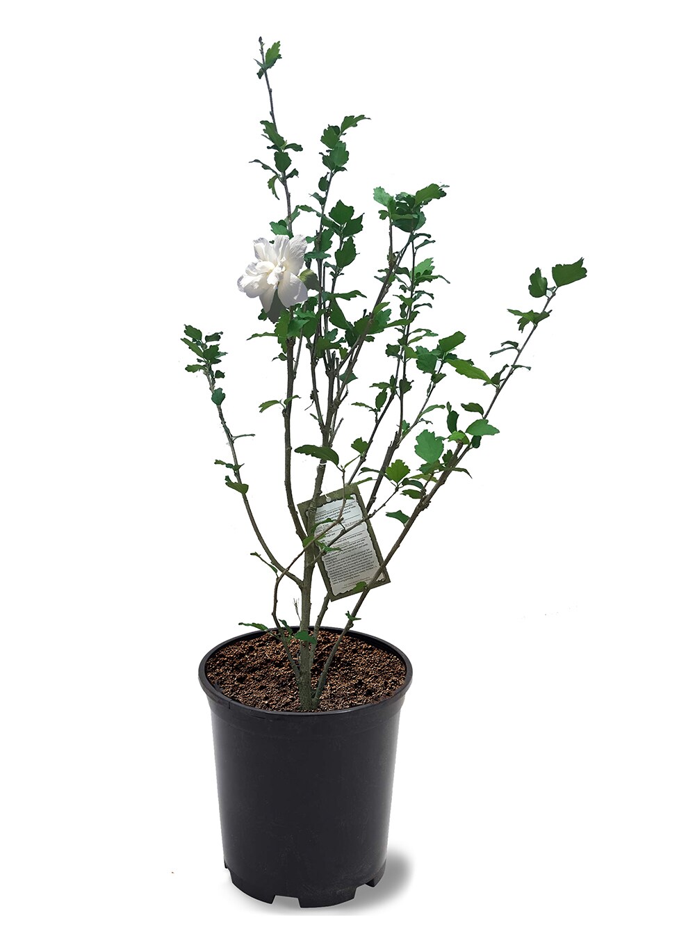 Double White Althea Plants, Bulbs & Seeds at Lowes.com