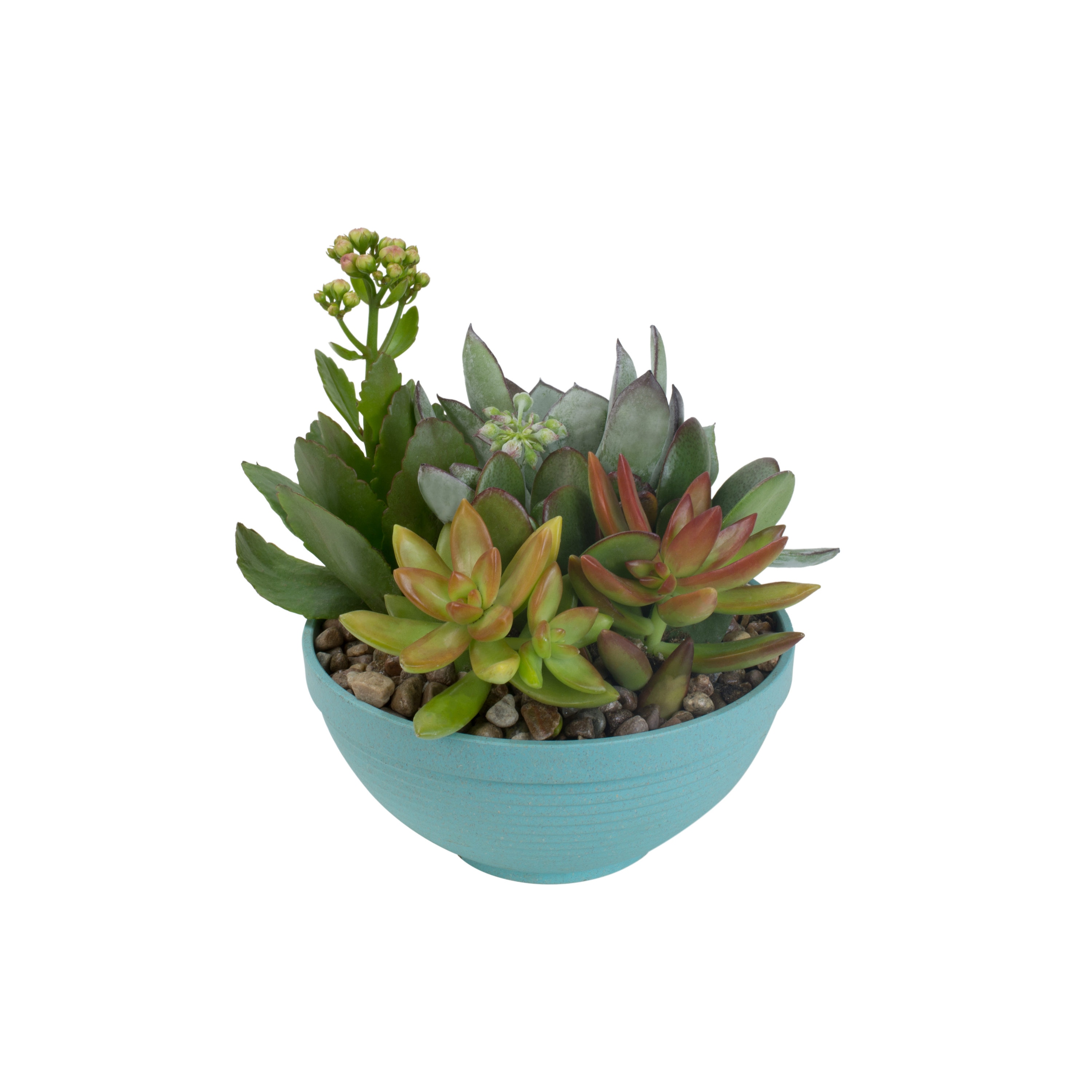 Lowe's NURSERY Cacti-Succulents - View #2