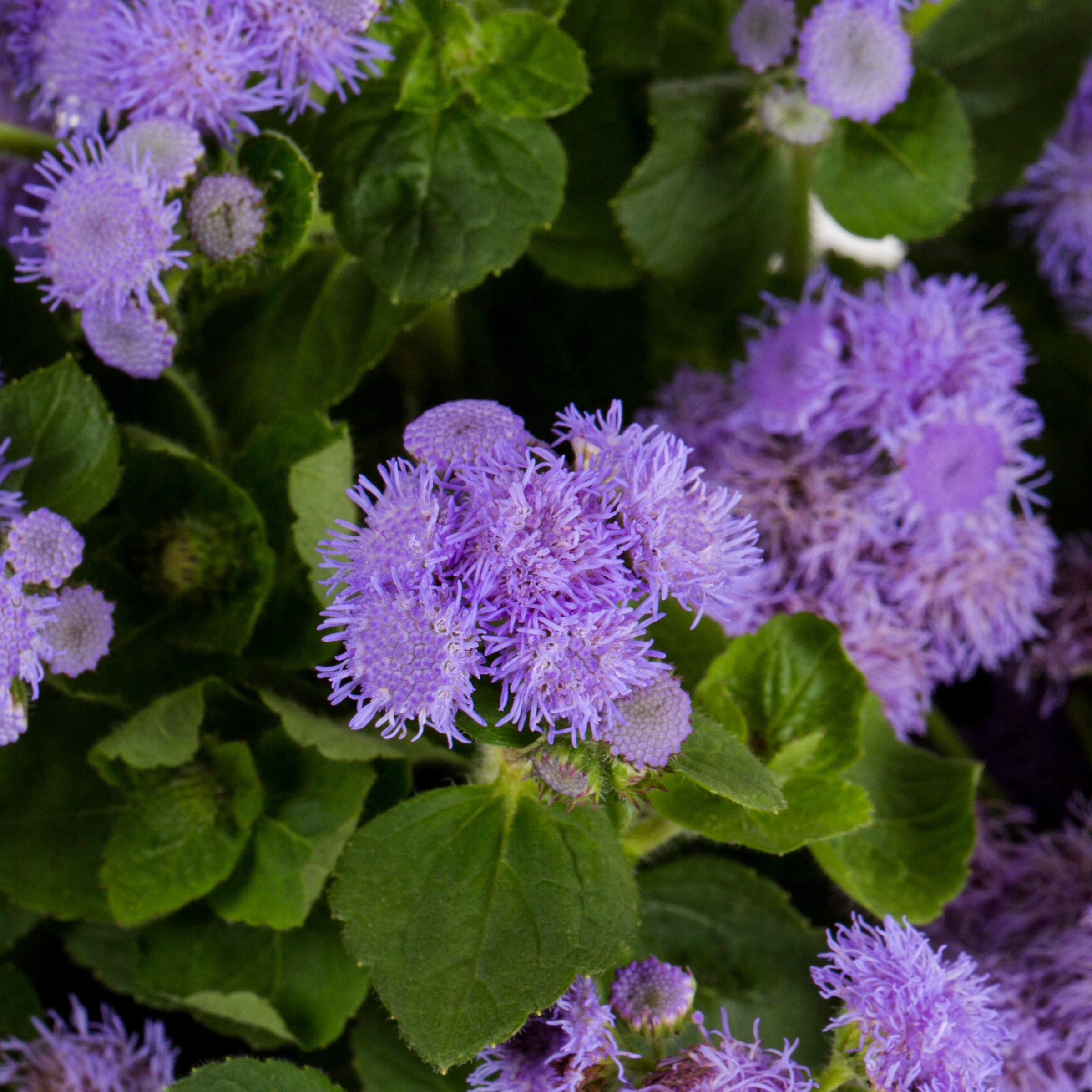 Lowe's 1612968 annuals - View #2