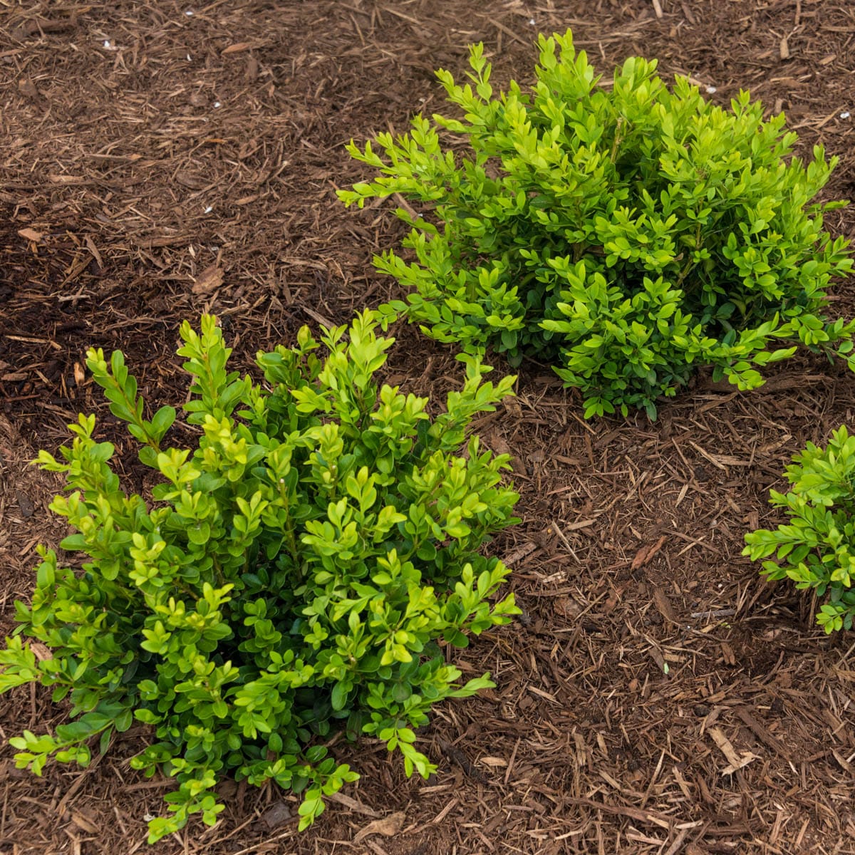 Spring Hill Nurseries 67903 shrubs - View #2