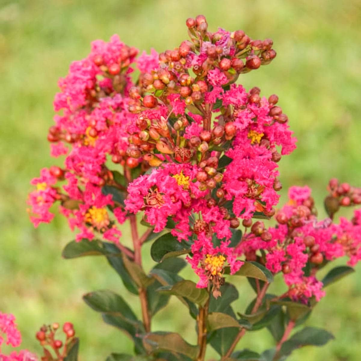 flowering-enduring-summer-crape-myrtle-dormant-full-sun-6-hours