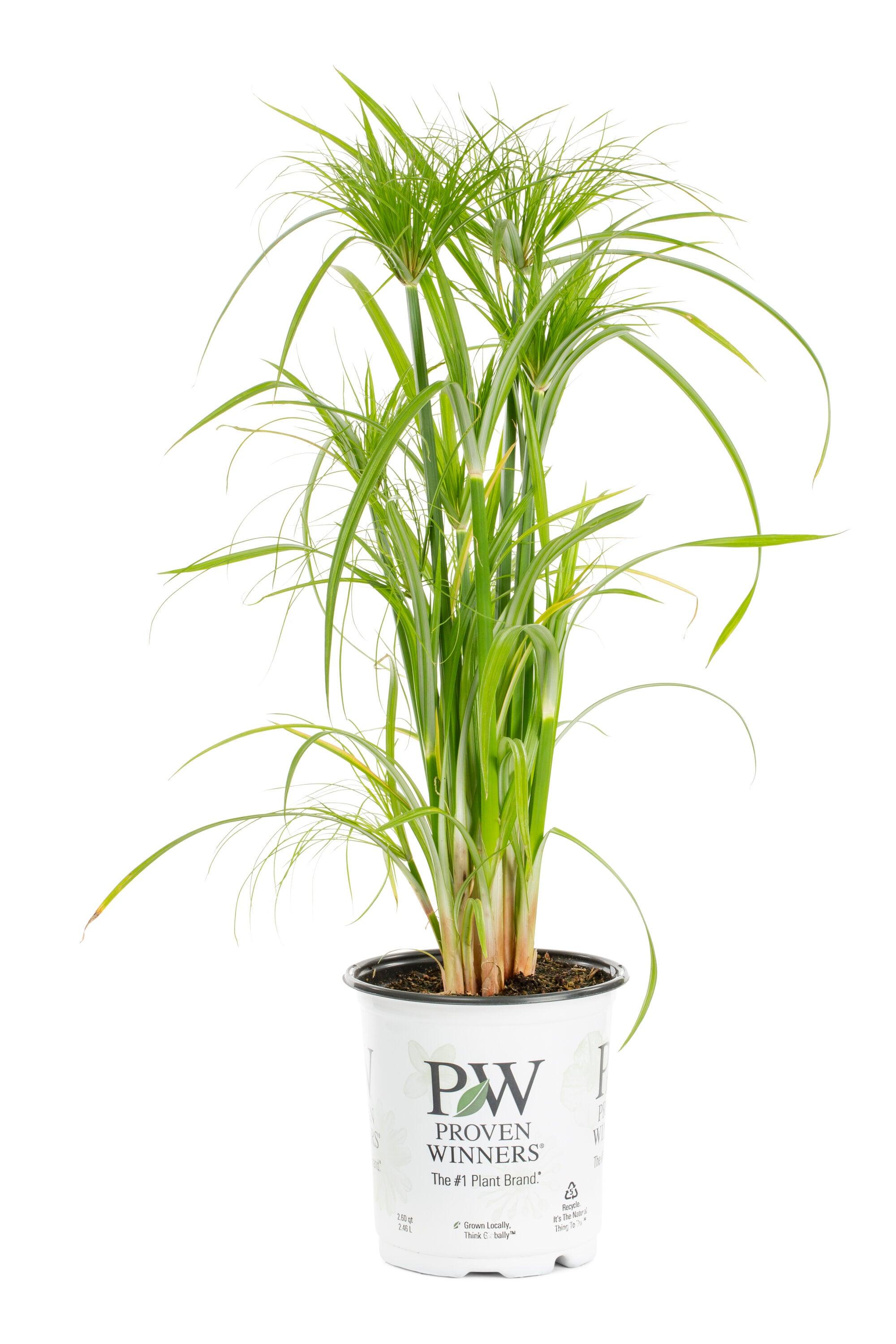 Proven Winners Papyrus Prince Tut Grass in 2.5-Quart Pot 3-Pack in the ...