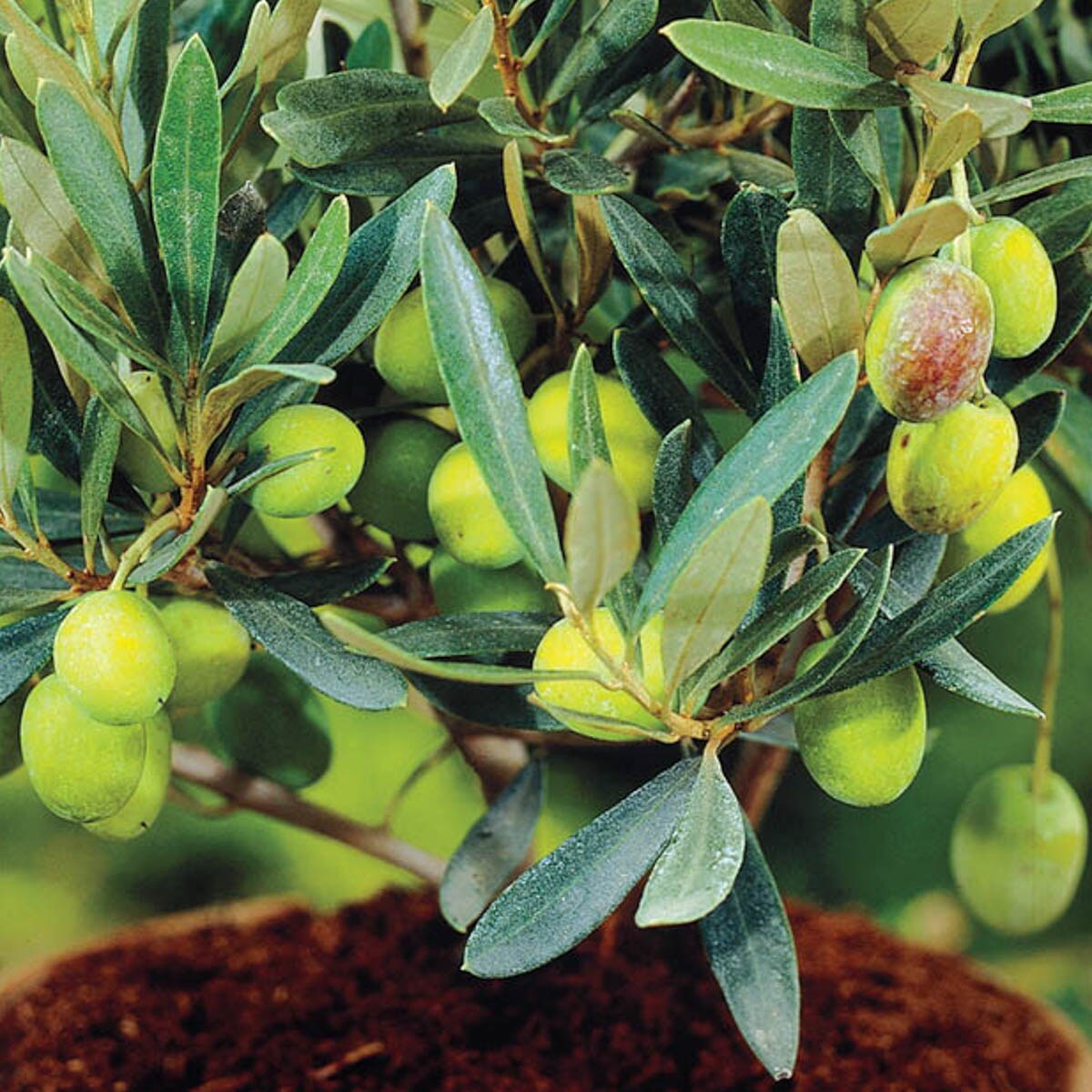 National Plant Network 1-Gallon White Fruit Olive Tree In Pot (With Soil)  in the Trees department at