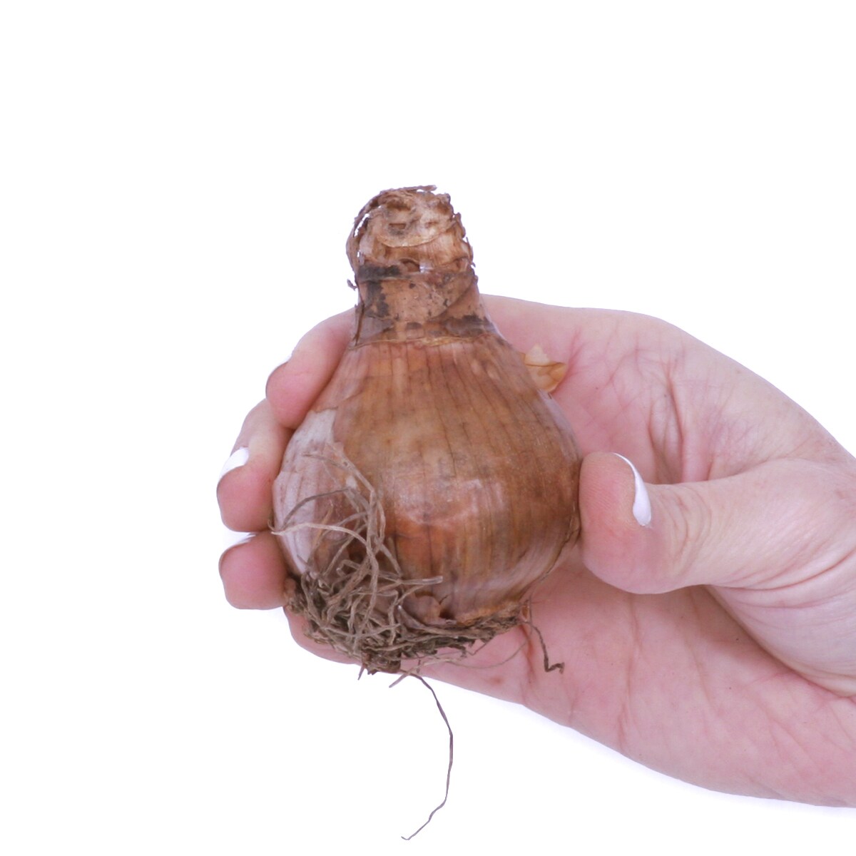 Van Zyverden 87031 Plant-Bulbs - View #4