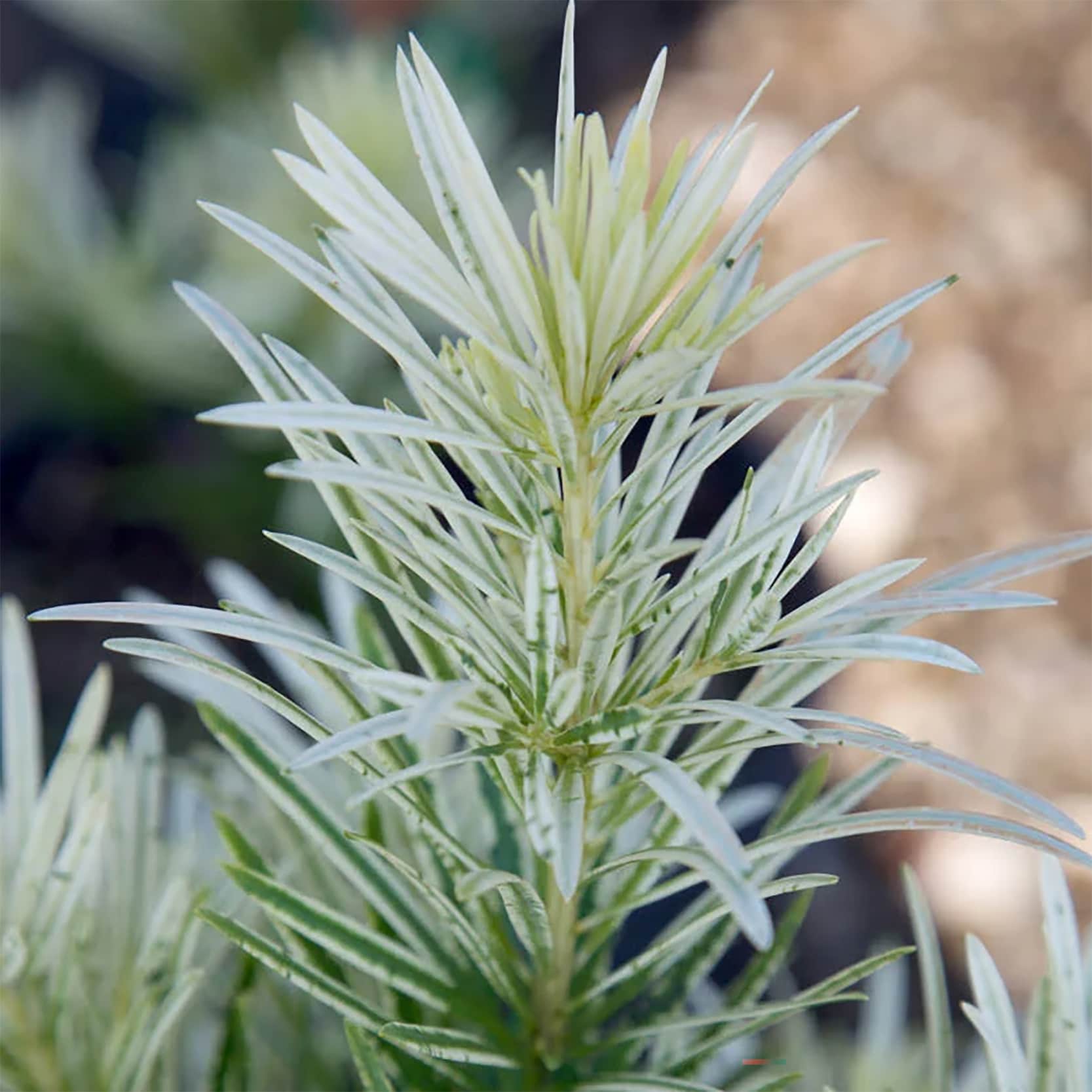 Lowe's 48422 shrubs - View #2
