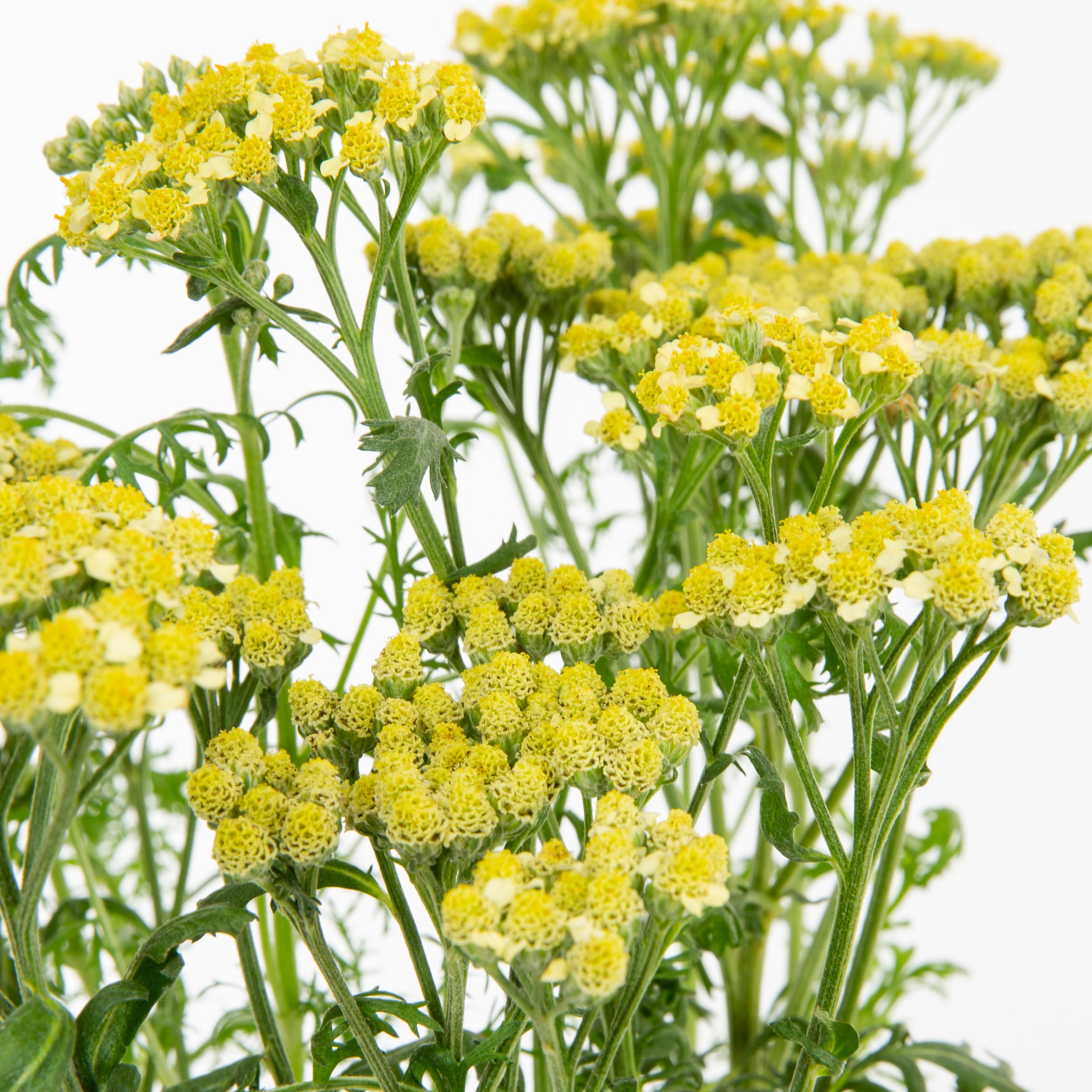 Lowe's 418210 perennials - View #2
