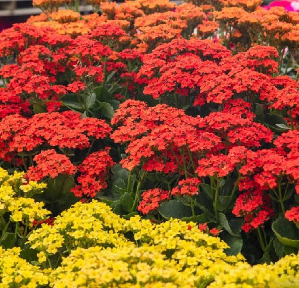  PRM Multicolor Kalanchoe in 2.00 Quart(s) Pot