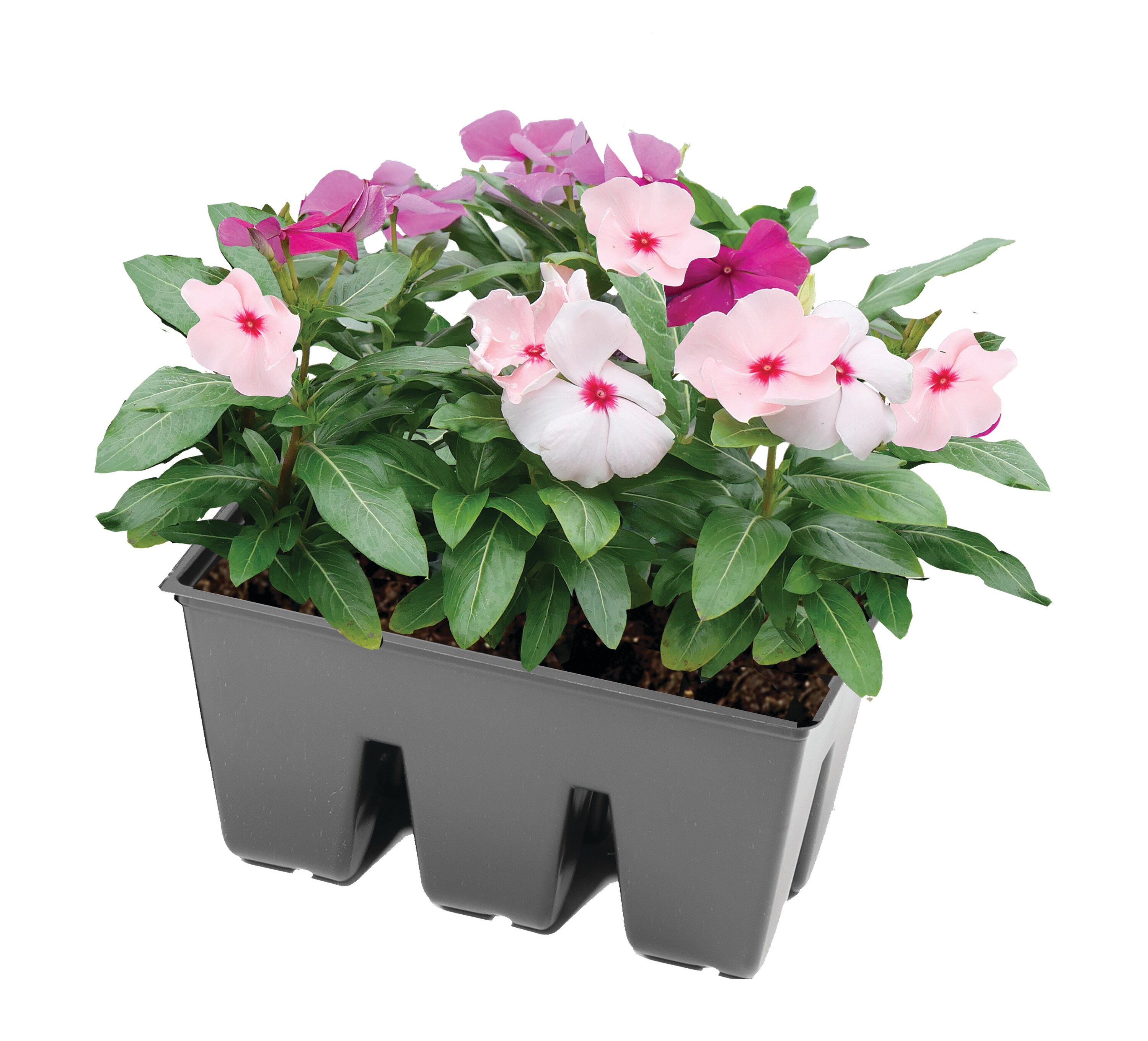  1799 annuals - View #2