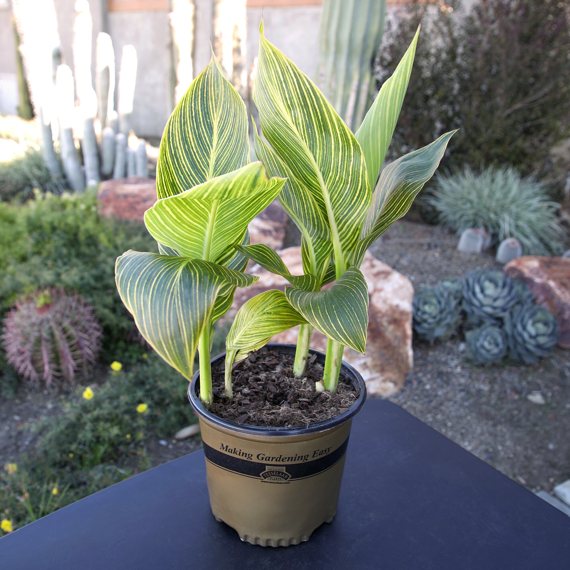 Altman Plants 0873128 perennials - View #2