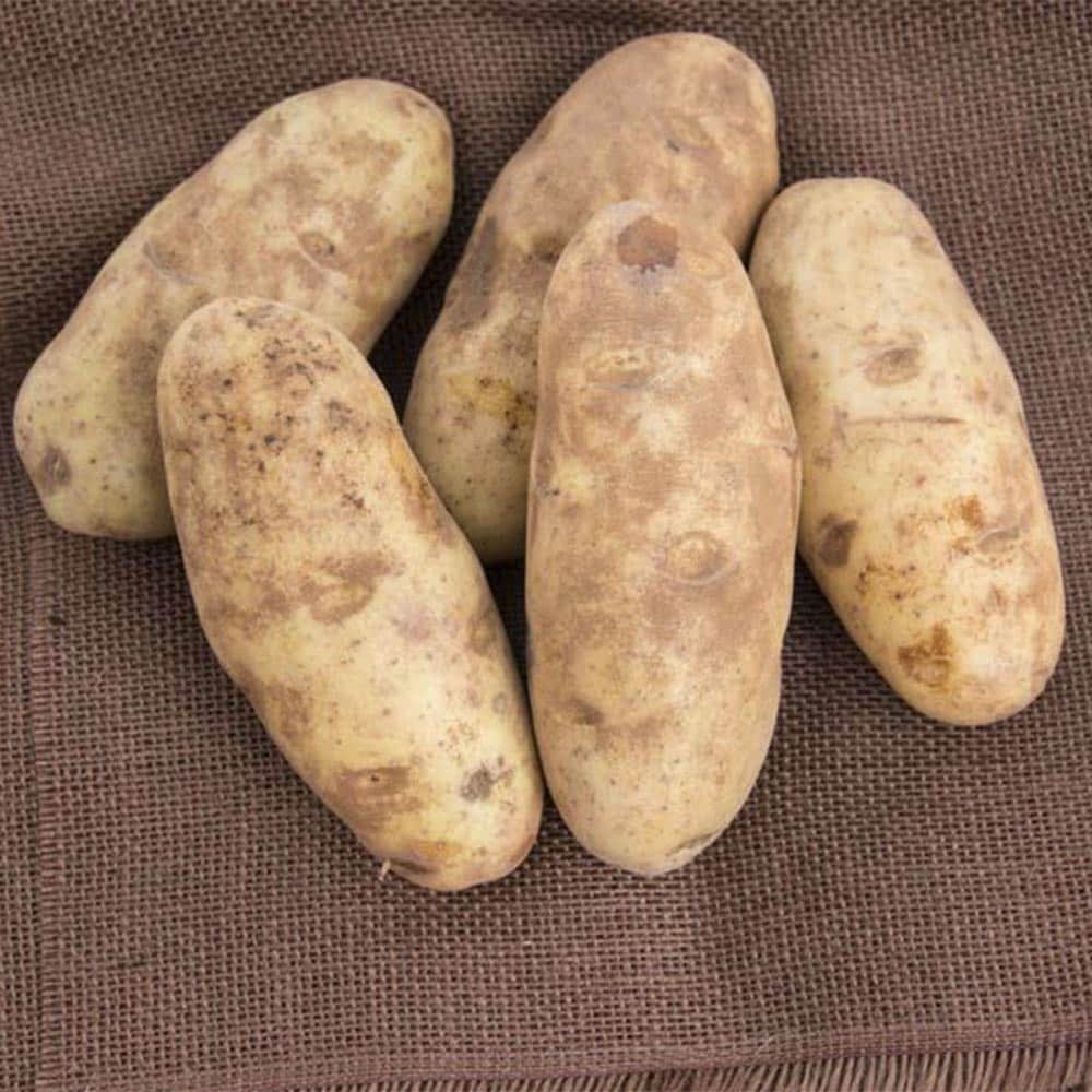 Gurney's Seed and Nursery 74025 Vegetable-Herb-Seeds - View #4