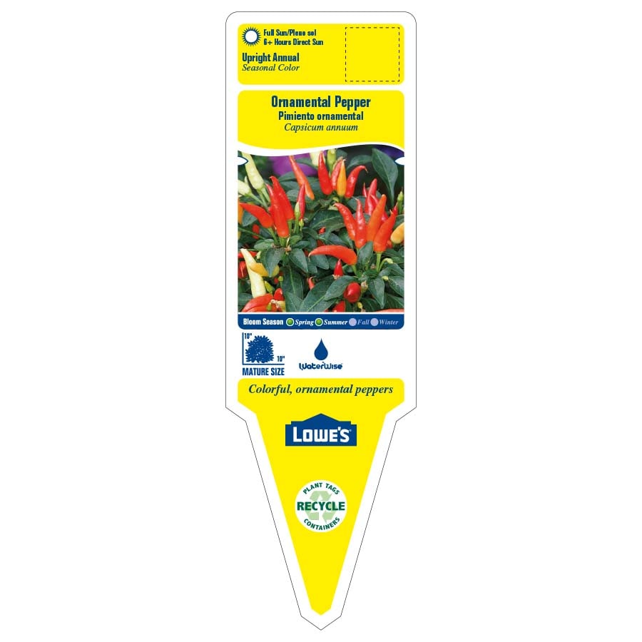 Lowe's NURSERY annuals - View #2