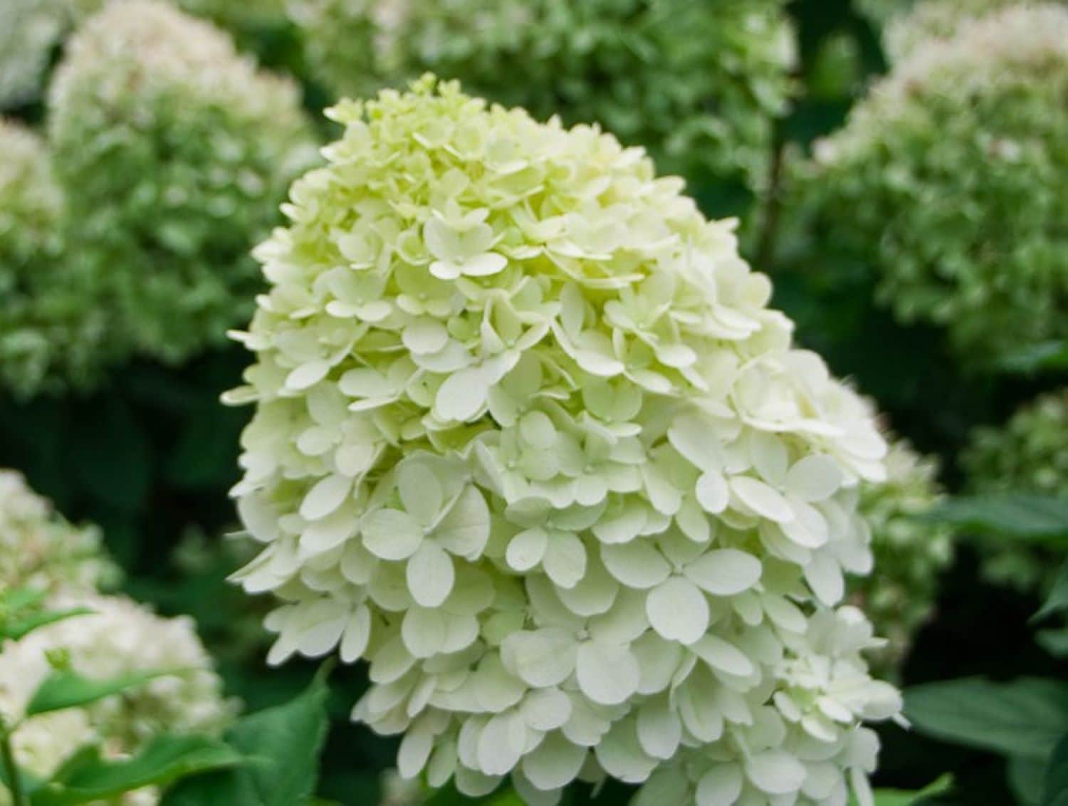 Proven Winners O46142W shrubs - View #2