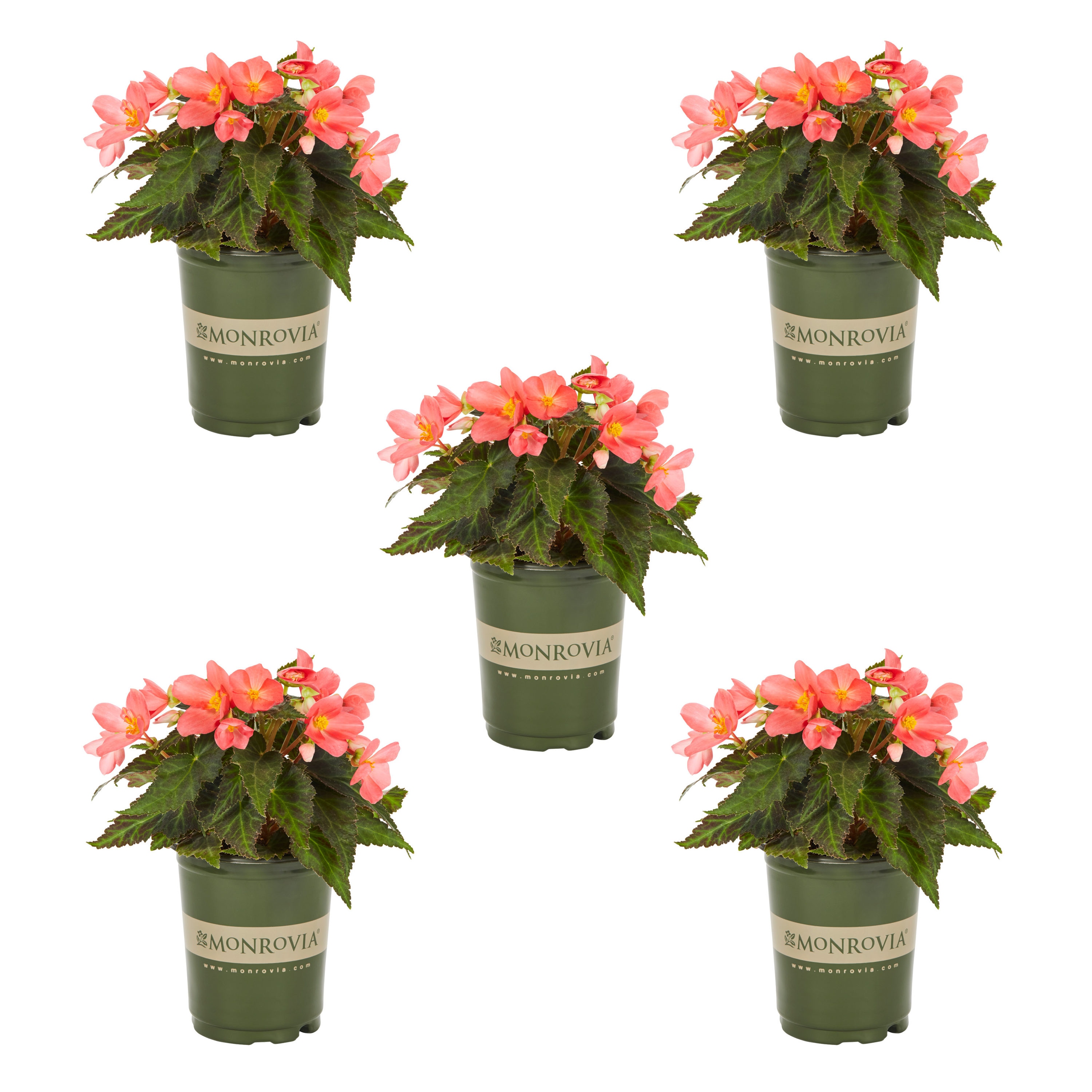 Monrovia Pink Begonia in 1-Quart Pot 5-Pack in the Annuals department at  