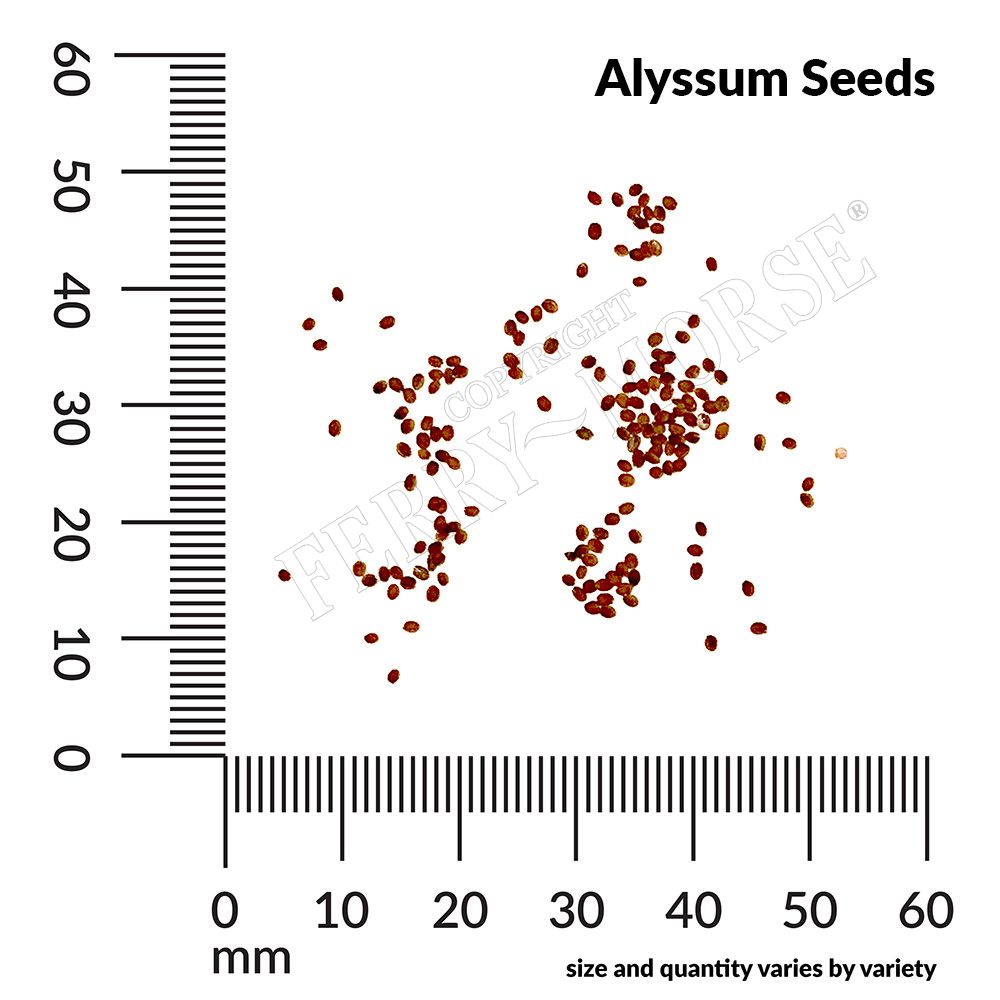 Ferry-Morse LC25.5061 seeds - View #2