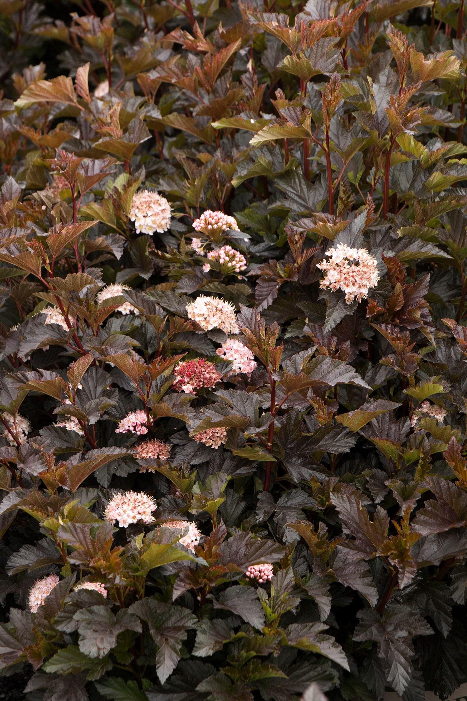 Monrovia 409895 shrubs - View #3