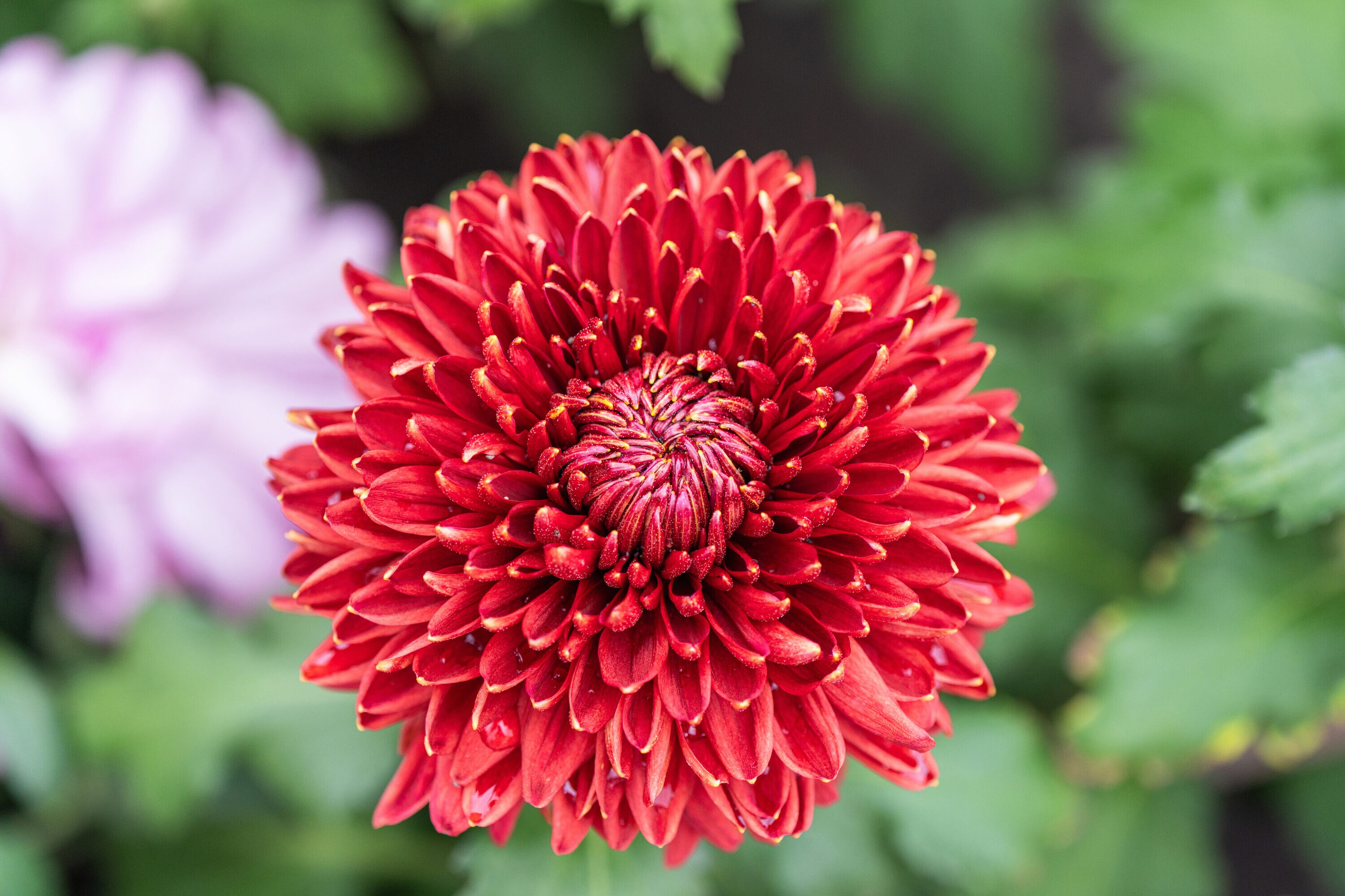  2465 annuals - View #7