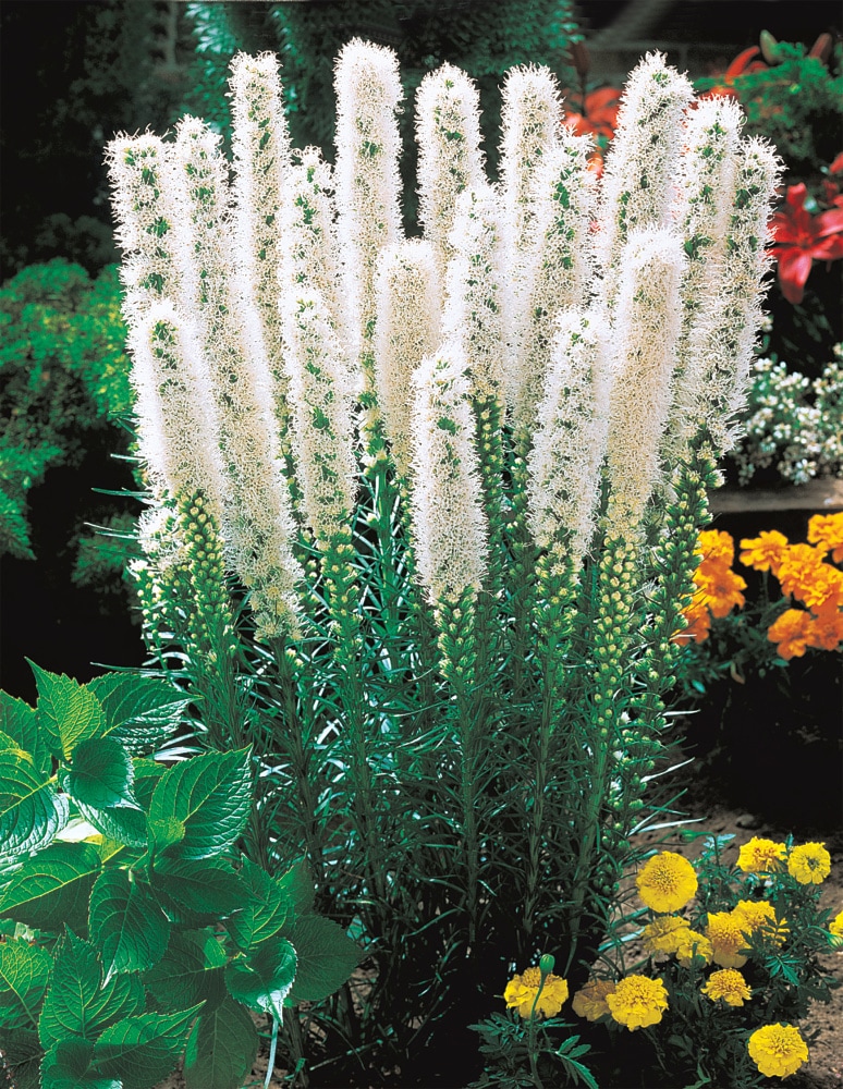 Spring Hill Nurseries 01761 White Floristan Weiss Liatris Perennial Bulbs in 100-Pack Bareroot