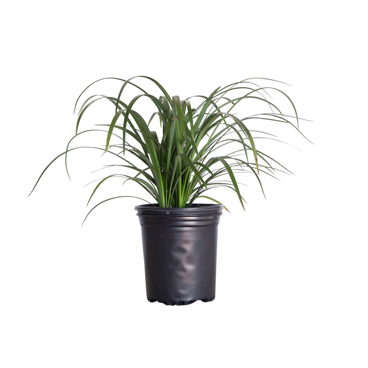 Flowerwood 4013Q-1 Violet Super Blue Liriope Plant in 2.5 -Quart Pot 1 -Pack