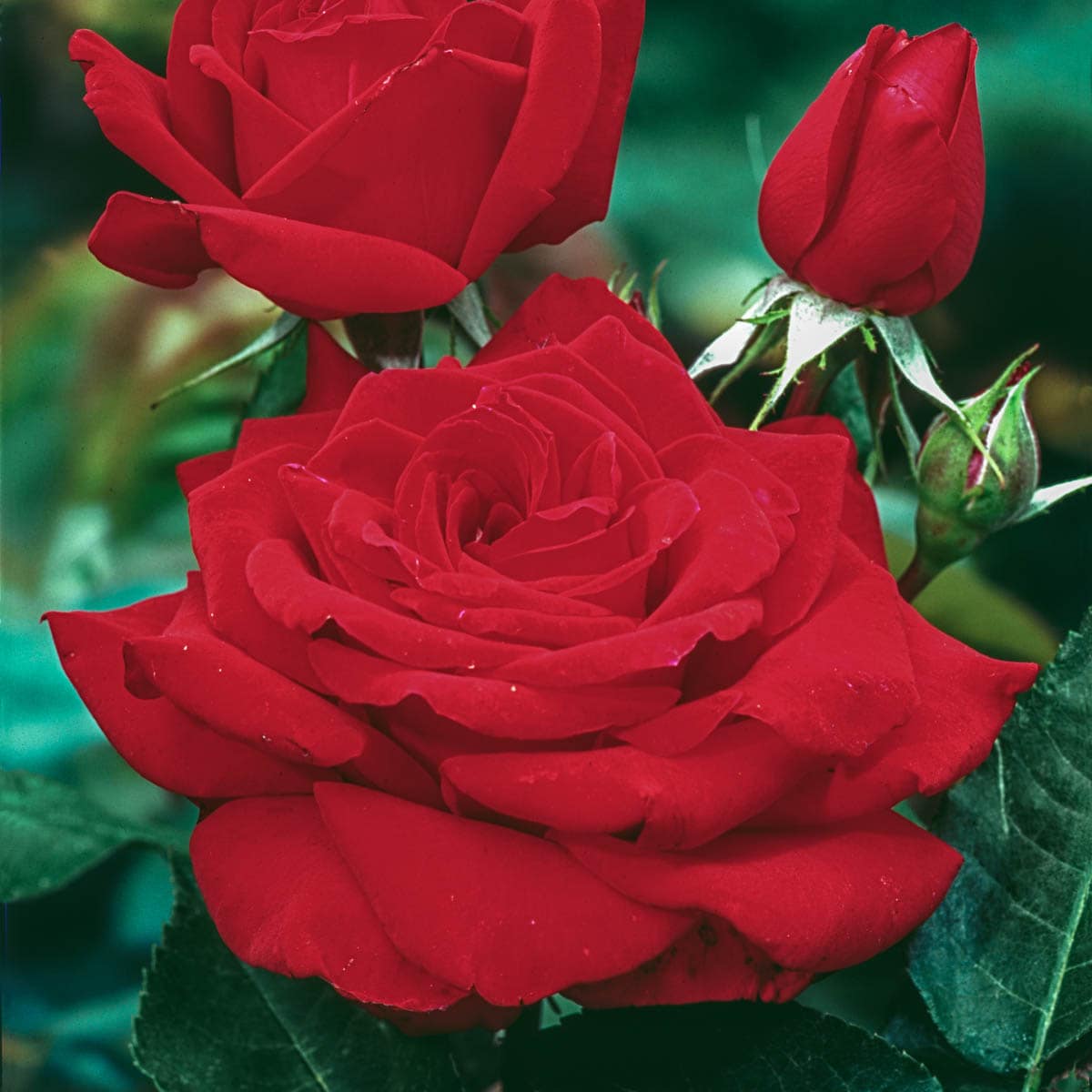 Spring Hill Nurseries 93396 roses - View #2