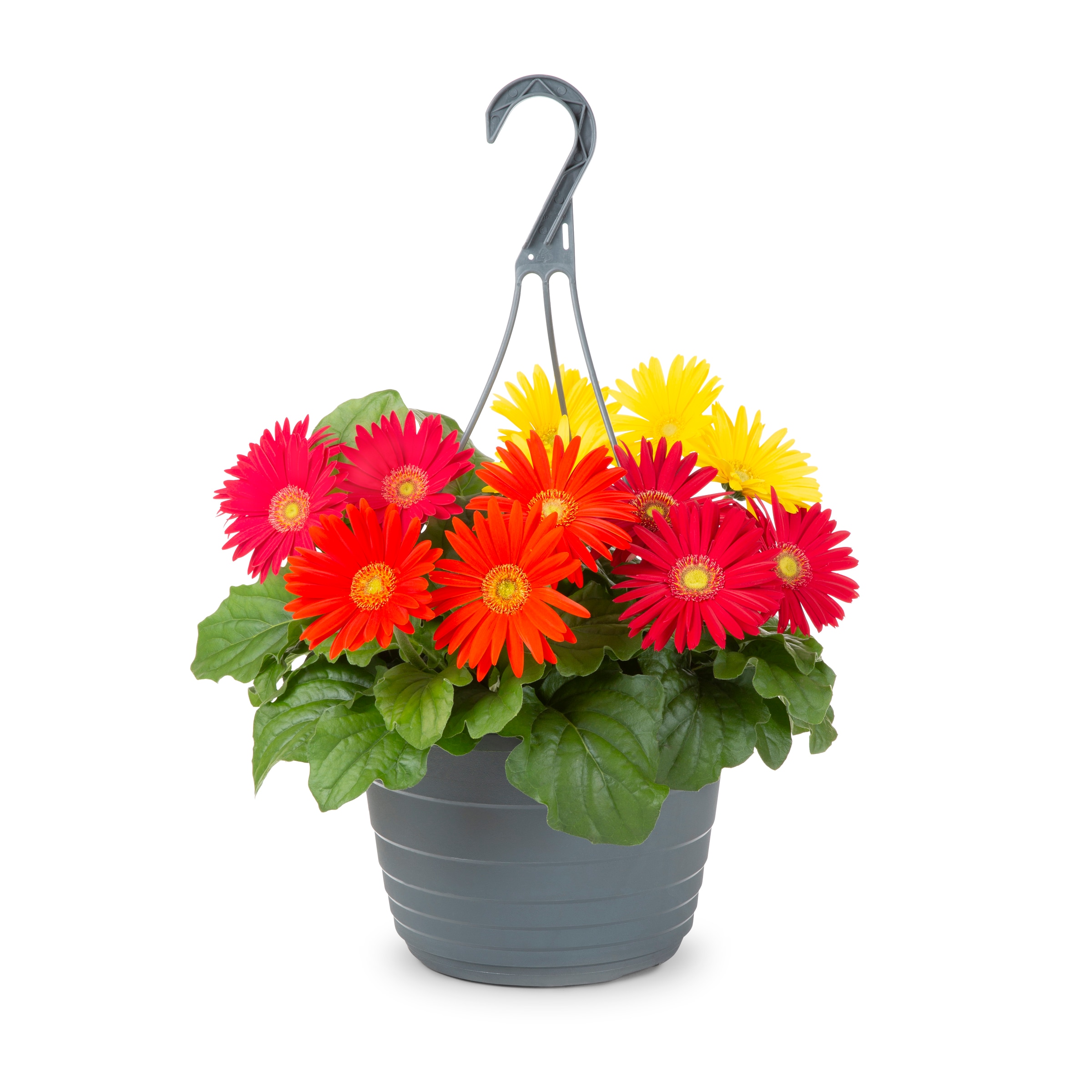 Lowe's 211416 annuals - View #7