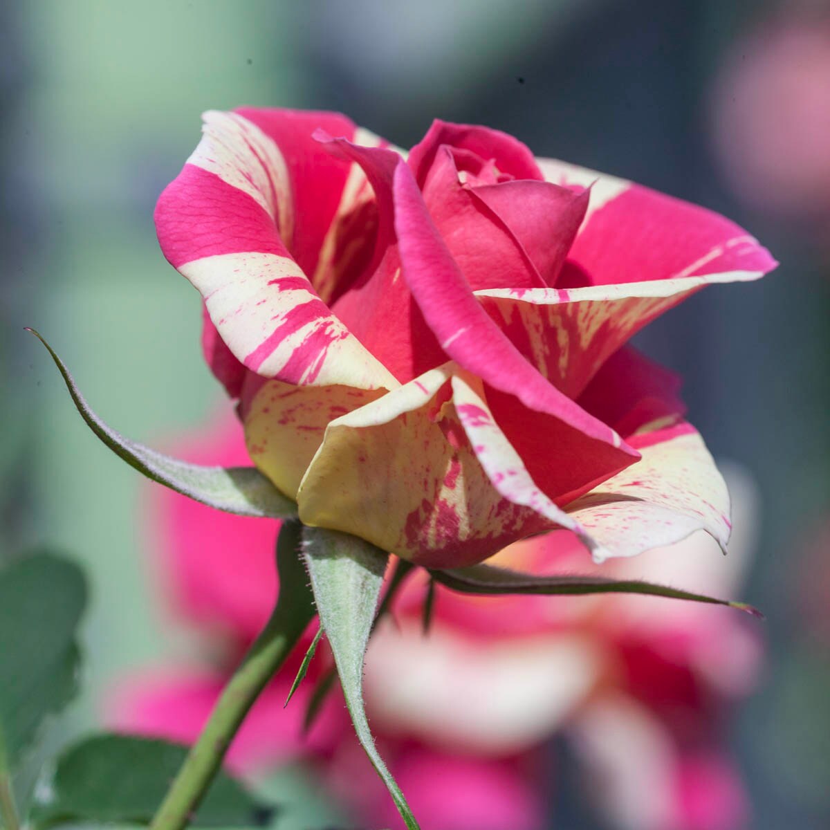 Spring Hill Nurseries 95619 roses - View #4