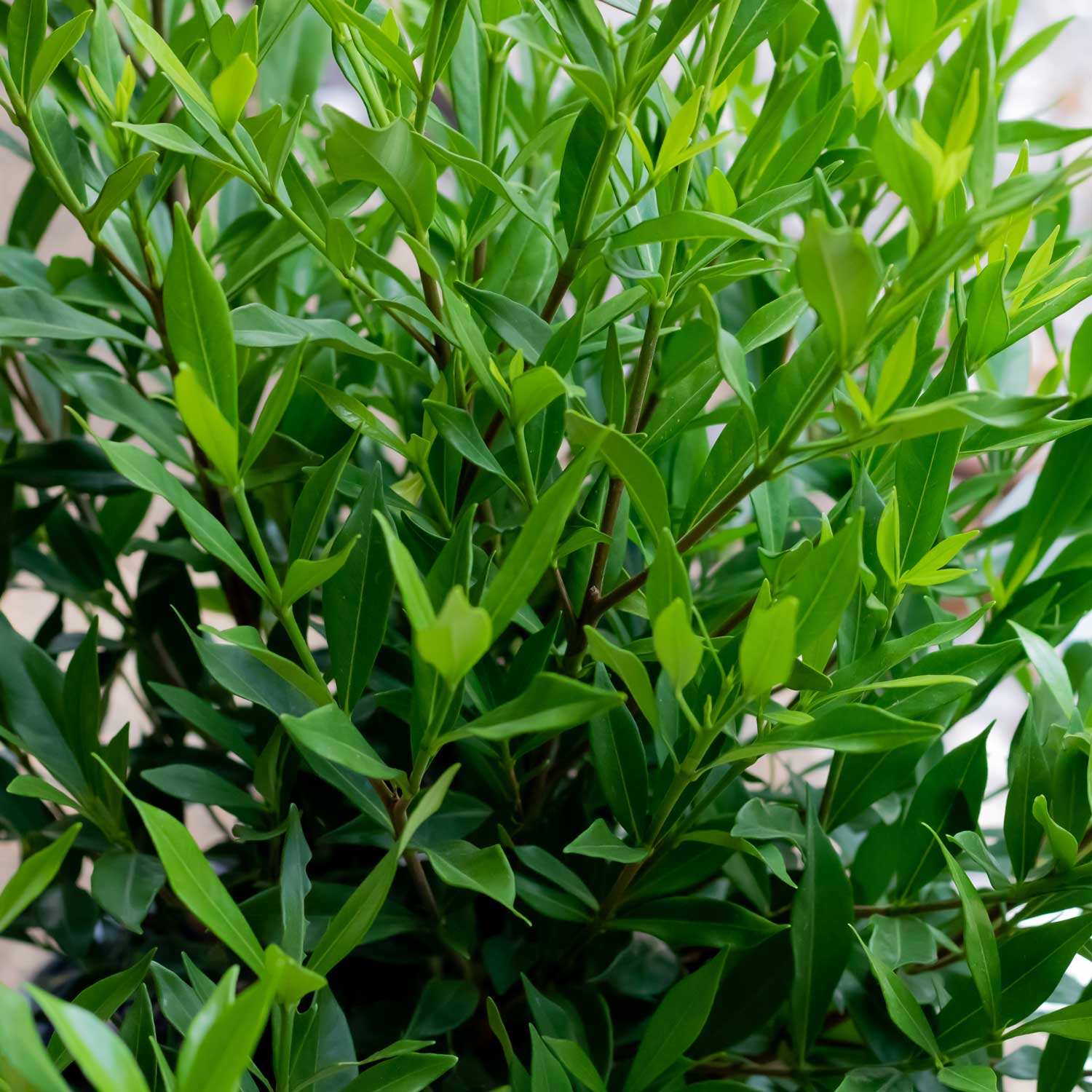 Flowerwood 2100Q-2 shrubs - View #4