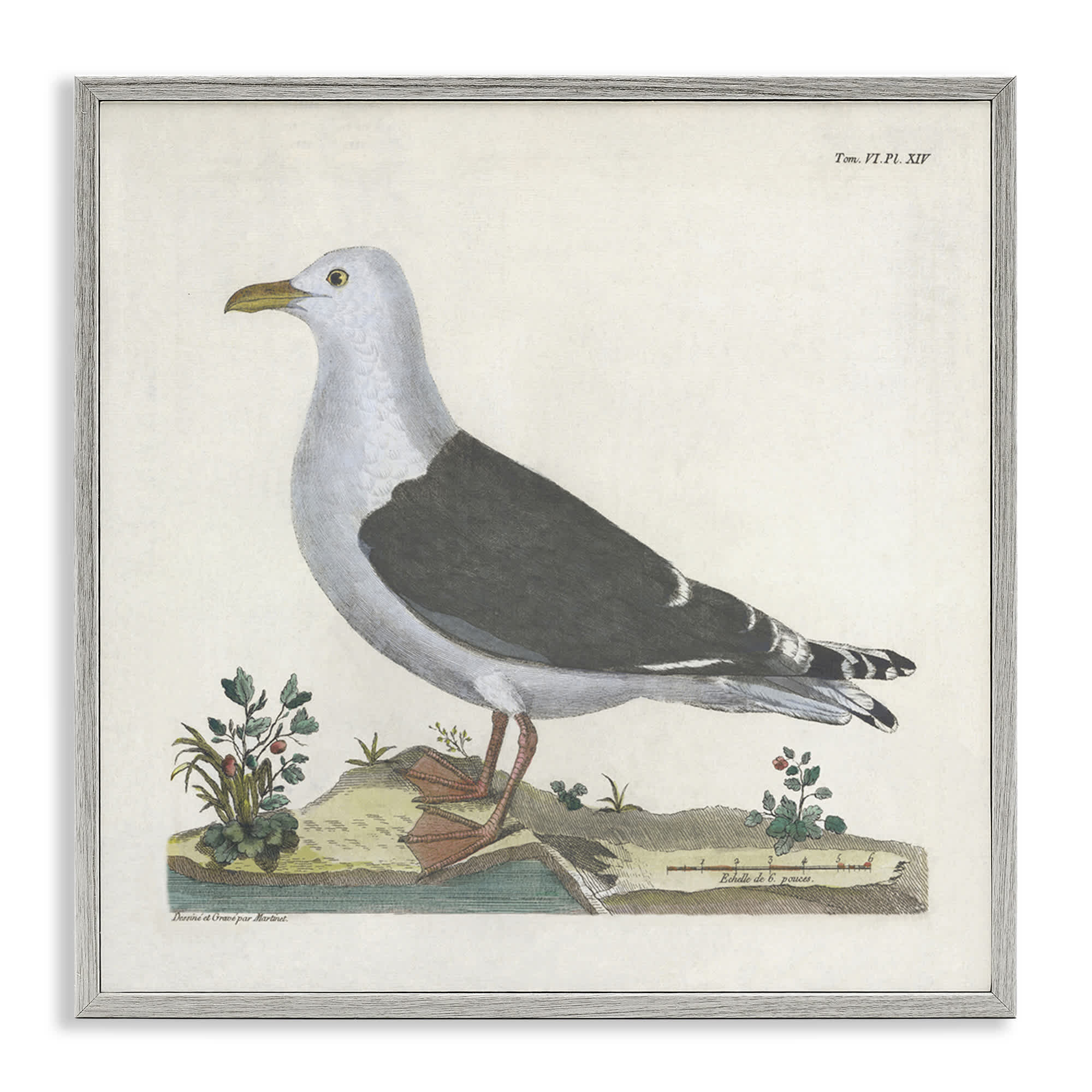 Stupell Industries BT-458-GFF-12X12 Vintage Seagull Study Diagram Gray Framed Giclee Art By Phillipa Katz 12 x 12