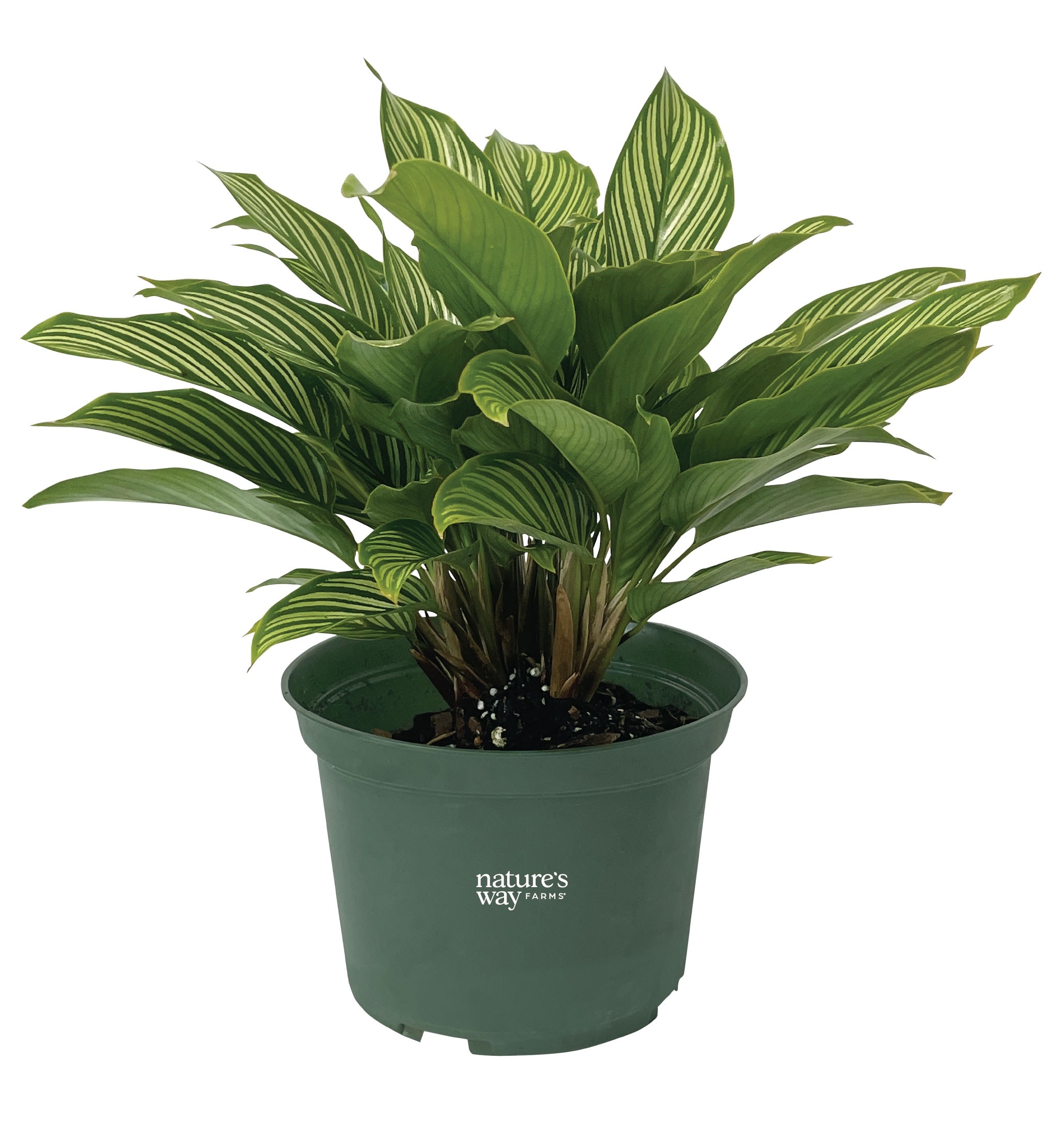 Nature's Way Farms Calathea Vittata Prayer Plant House plant in 6 Inch(es)  Pot 1 -Pack in the House Plants department at Lowes.com