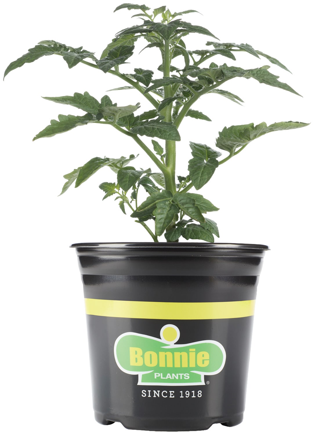 Bonnie Plants 201027 Tomatoes Pot Plant