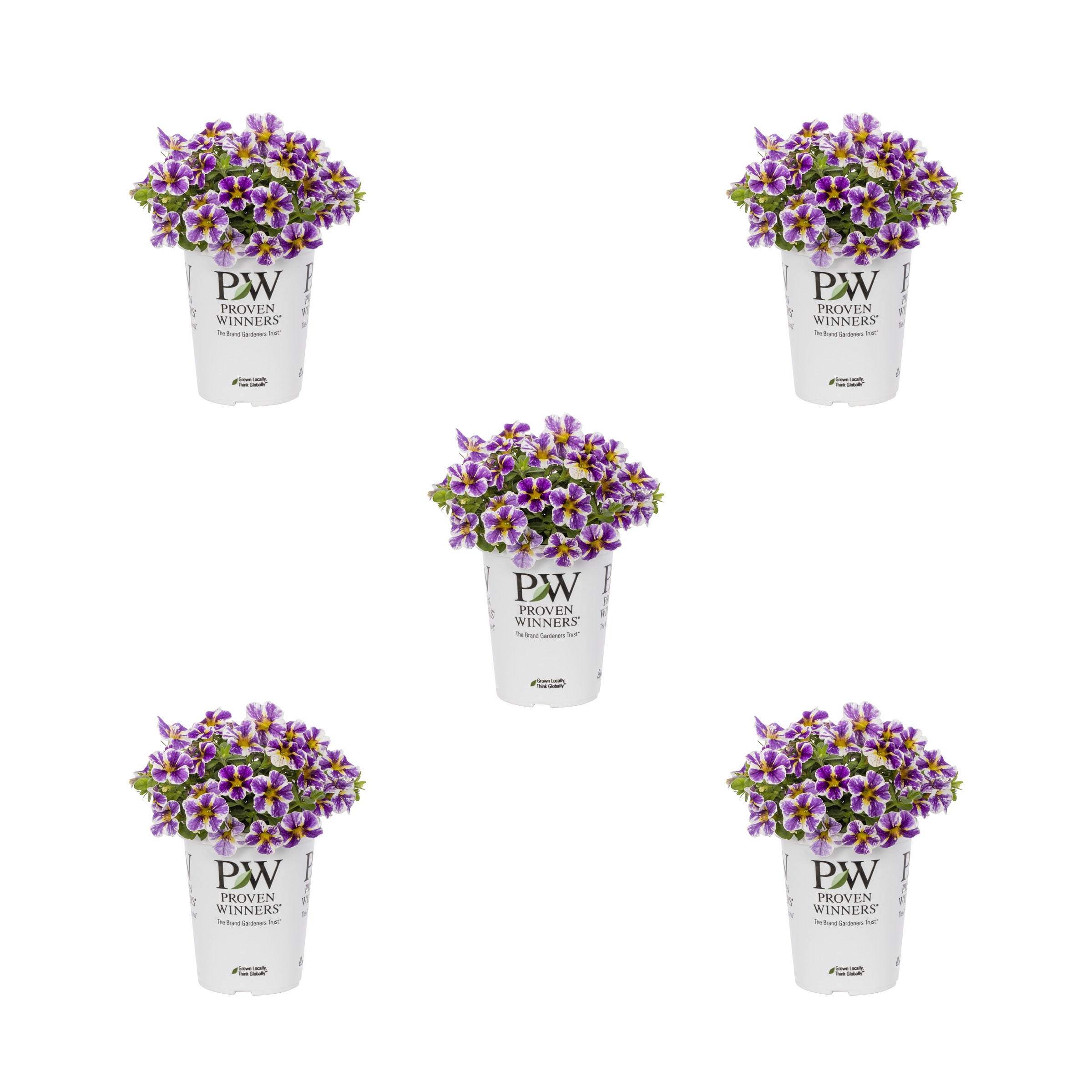 Proven Winners 4788 Multicolor Calibrachoa in 1.5 Pint Pot 5 -Pack