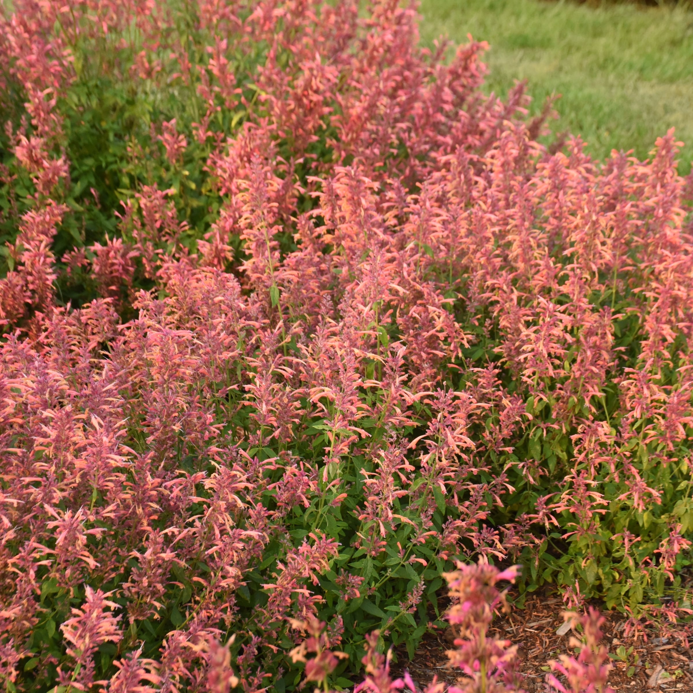 National Plant Network LW1515 perennials - View #2