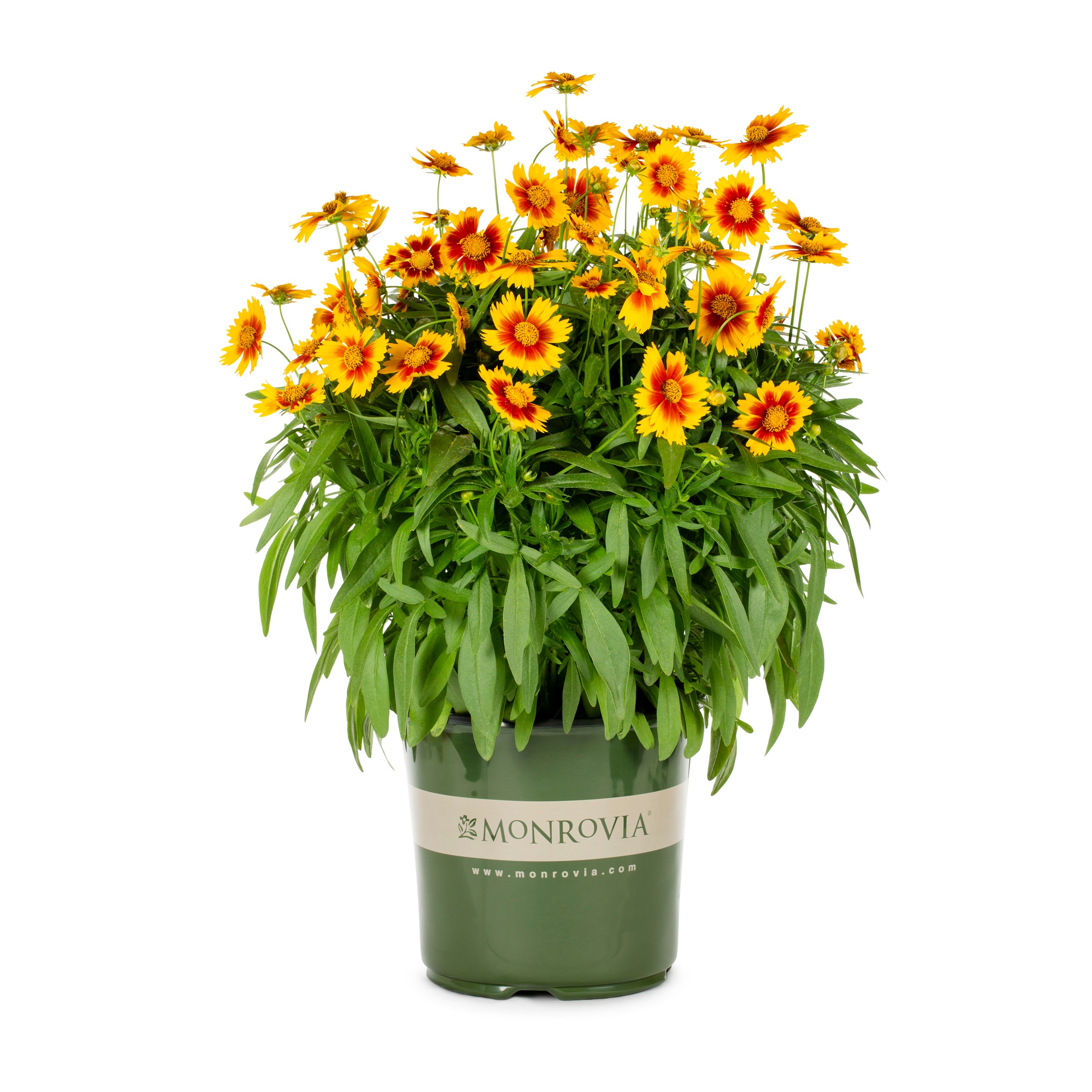 Monrovia 738553007091 Multicolor Coreopsis Plant in 1 -Gallon Pot 1 -Pack