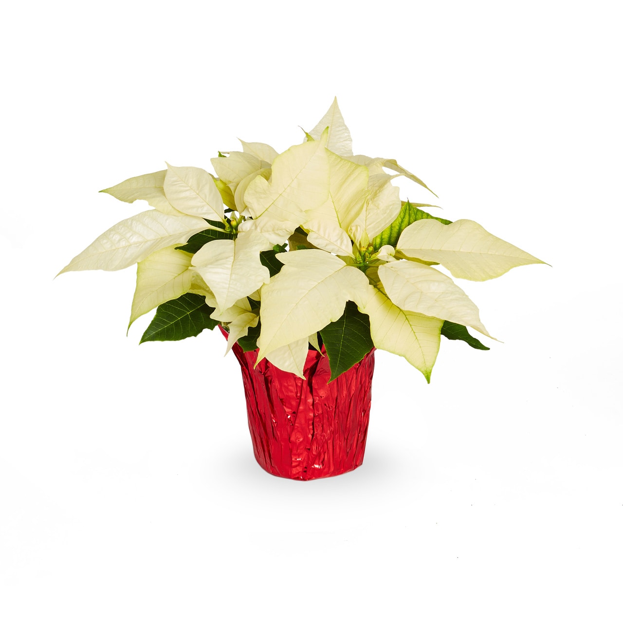 Lowe's White Poinsettia in 1-Pint Pot in the Annuals department at ...