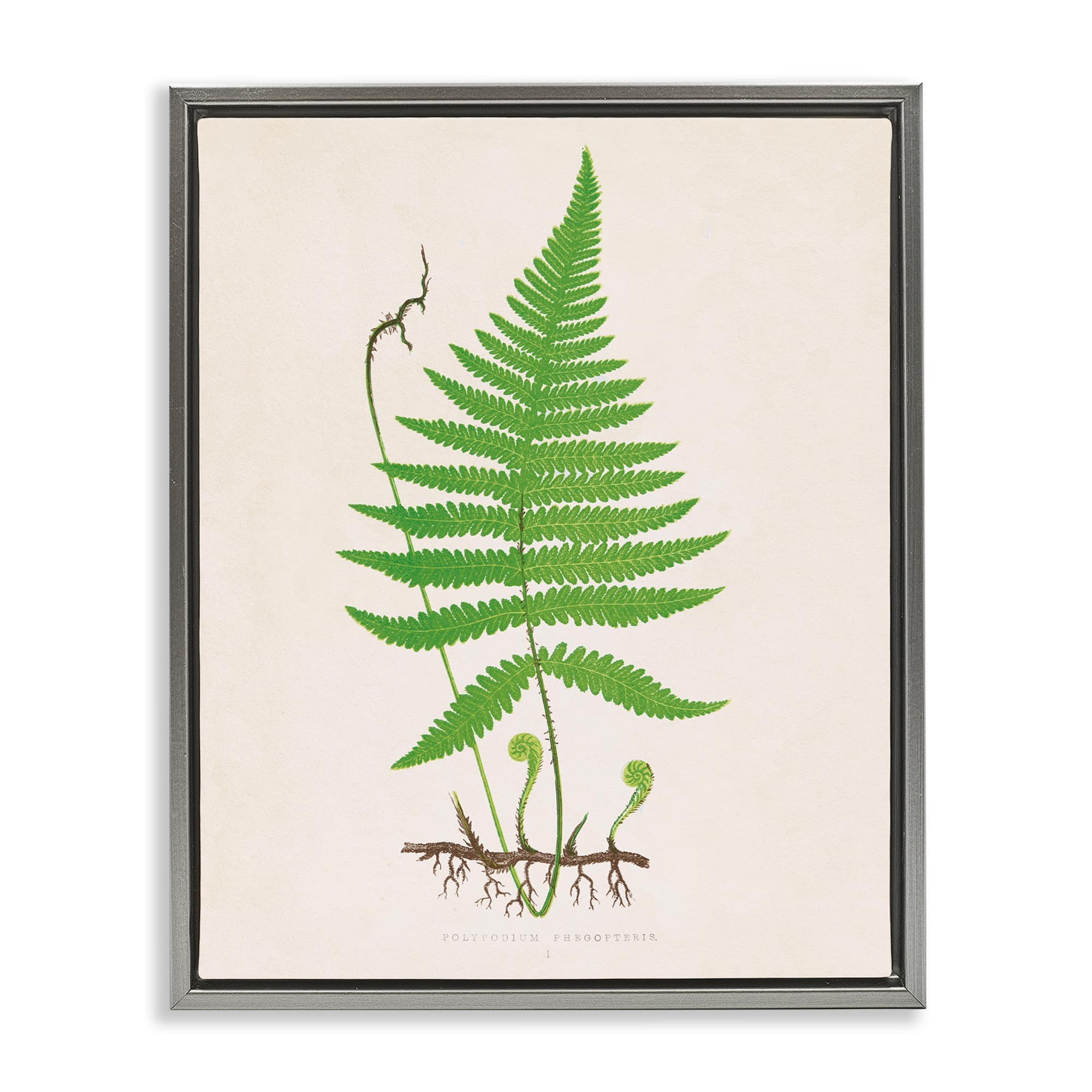 Stupell Industries BT-469-FFL-24X30 Curled Budding Fern Sprigs Gray Framed Floater Canvas Wall Art By Phillipa Katz 25 x 31
